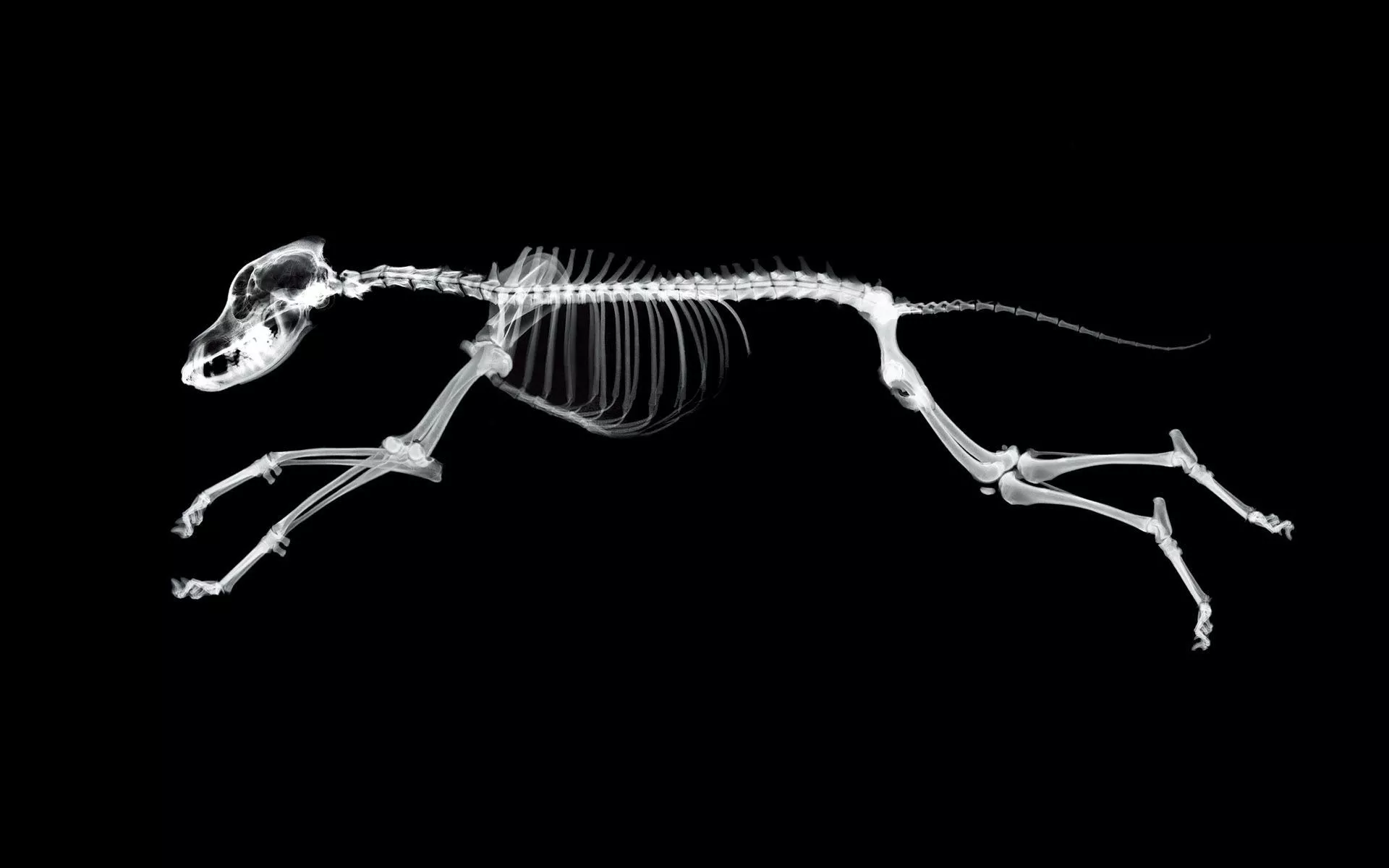 X Ray Vision Animal Skeleton HD Wallpaper
