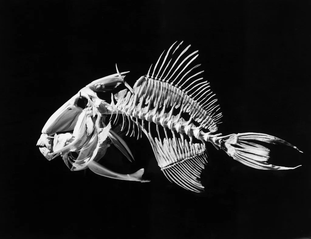 Lovely Bones: Photographs of Animal