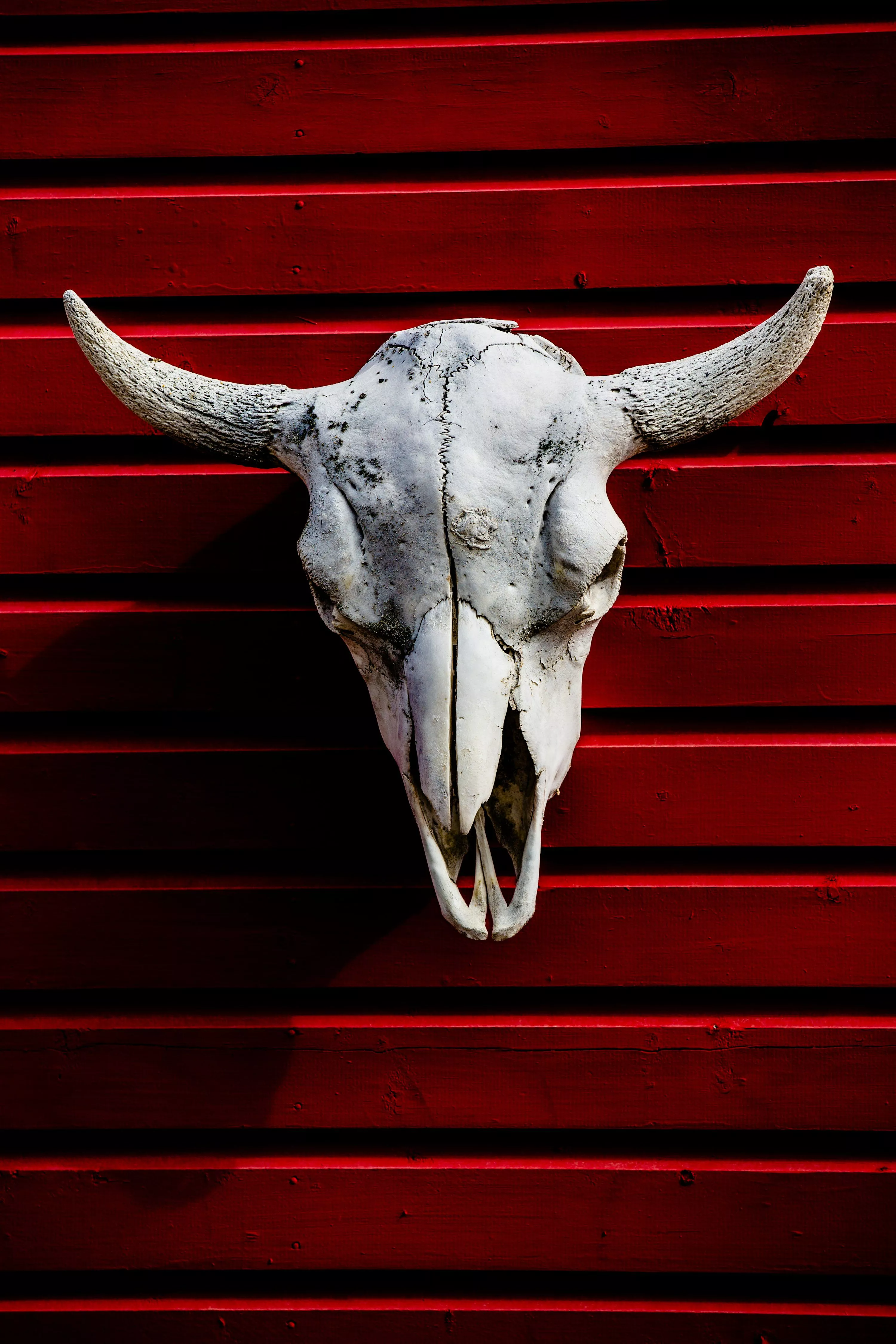 Animal Bones Picture. Download Free