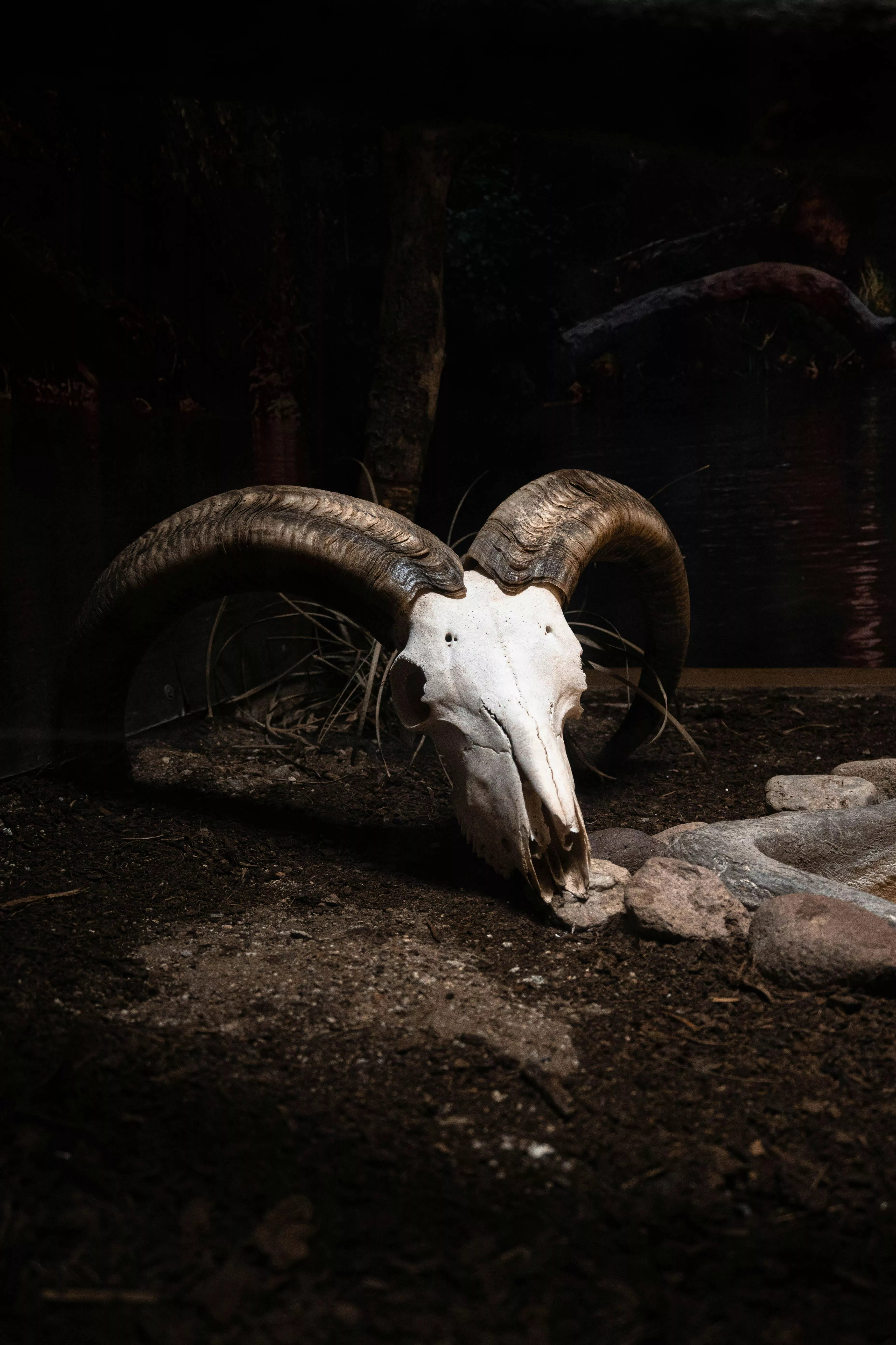 Animal Skulls in a Desert · Free Stock