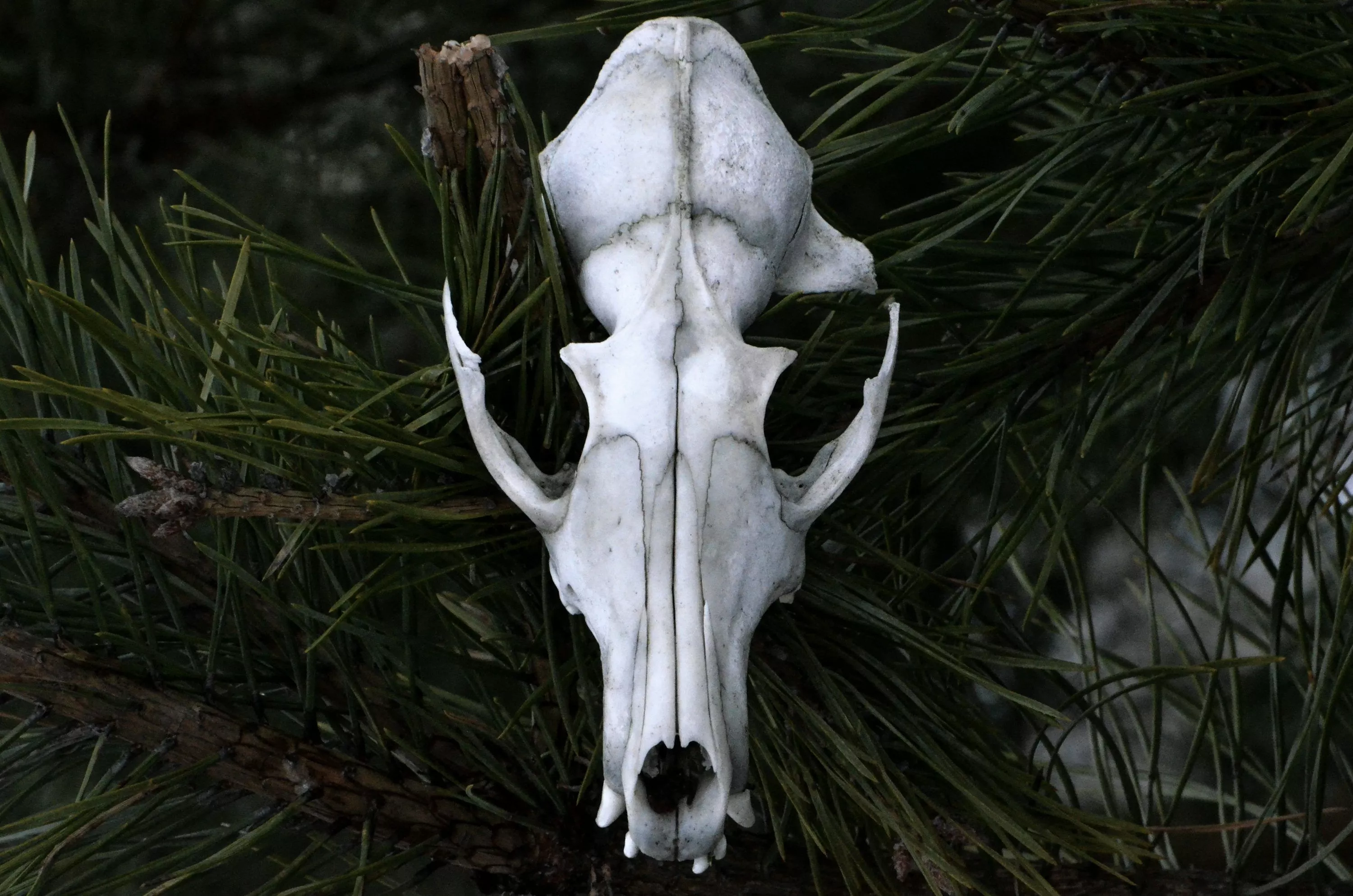 Animal Skull Picture. Download Free