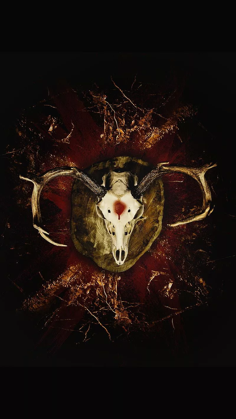 Skull Cow, skull, Damian, animal