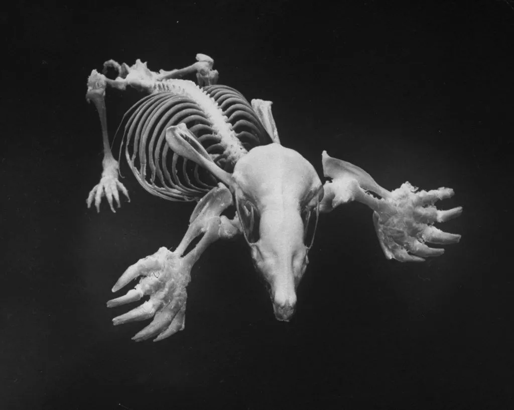 Lovely Bones: Photographs of Animal
