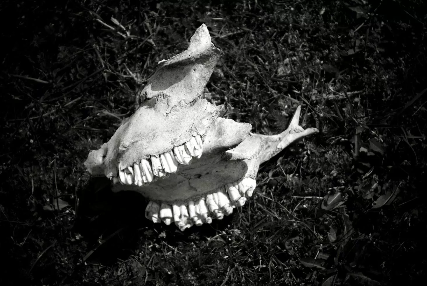 Animal Bones Image