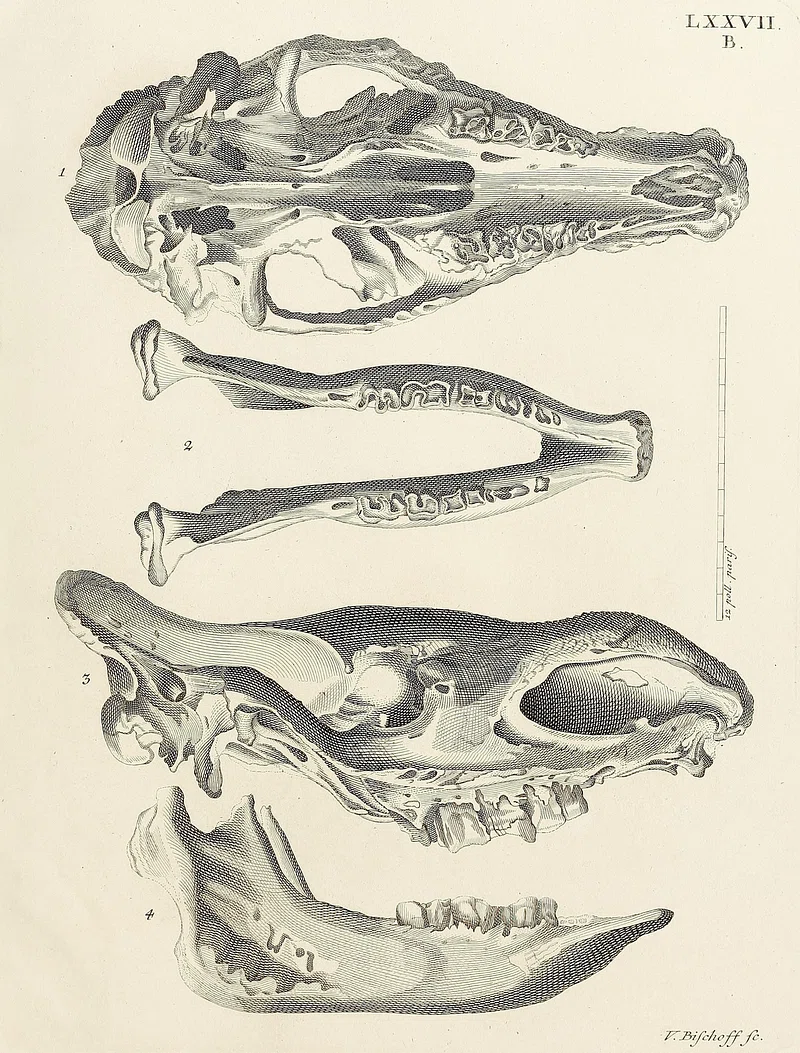 Animal Bones Image. Free Photo, PNG