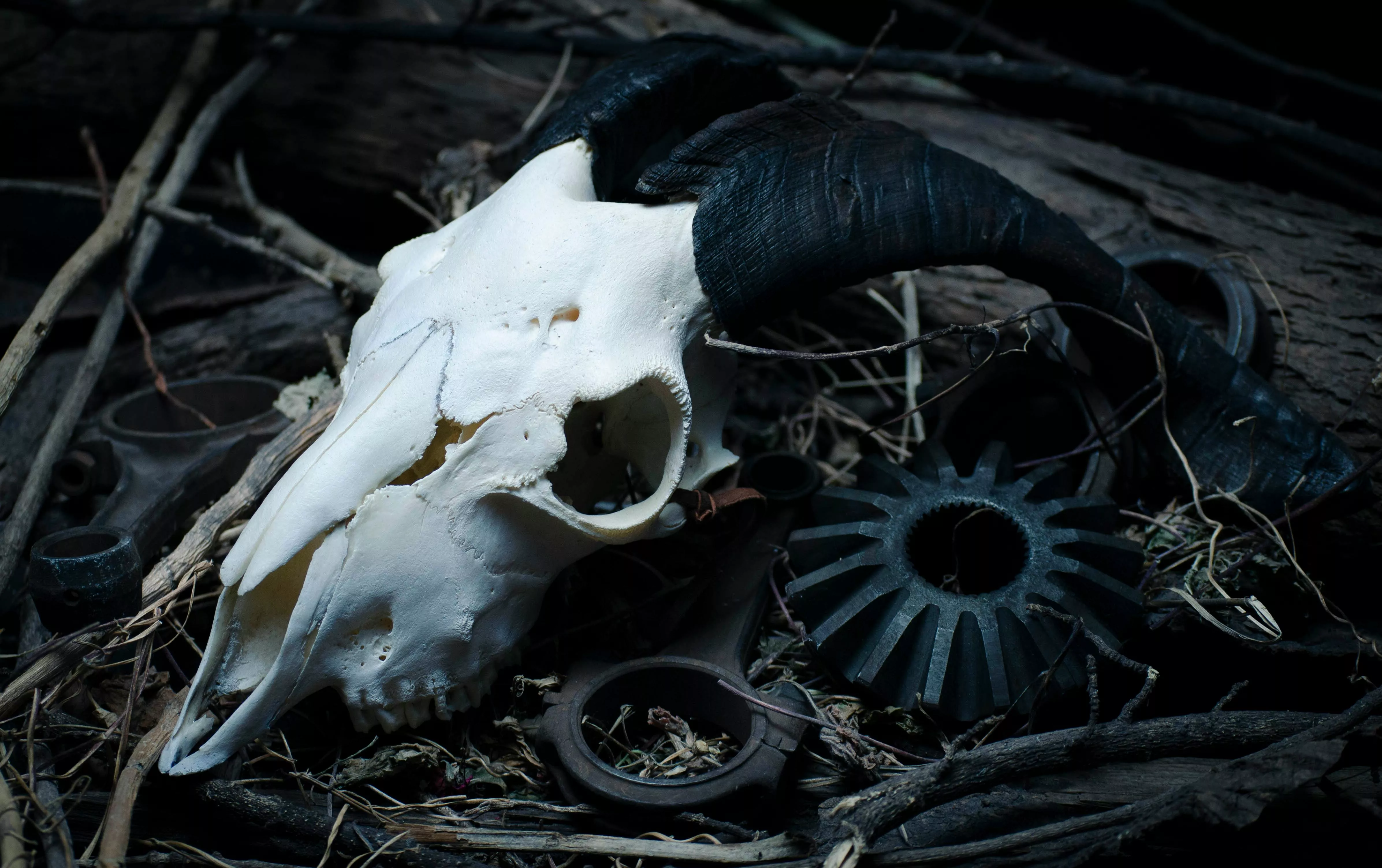 An Animal Skull on the Grass · Free