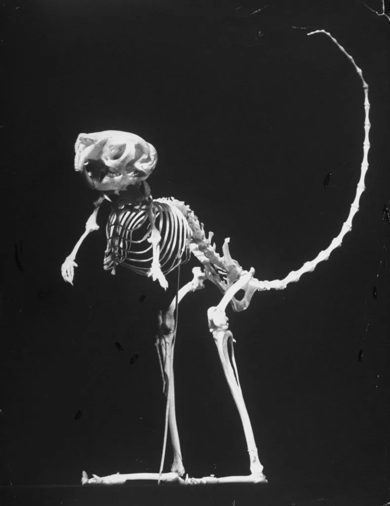 Lovely Bones: Photographs of Animal
