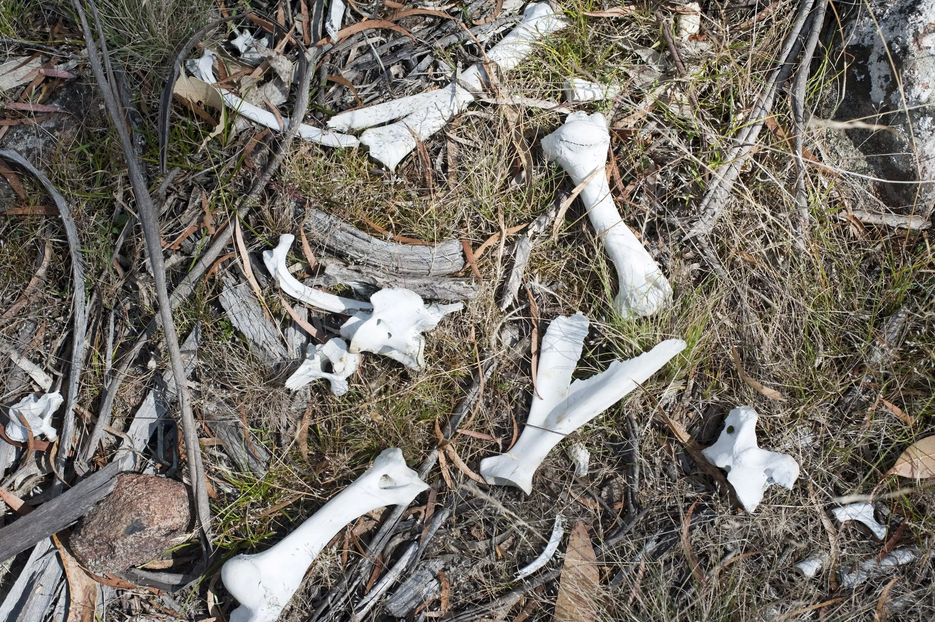 Scattered bleached animal bones