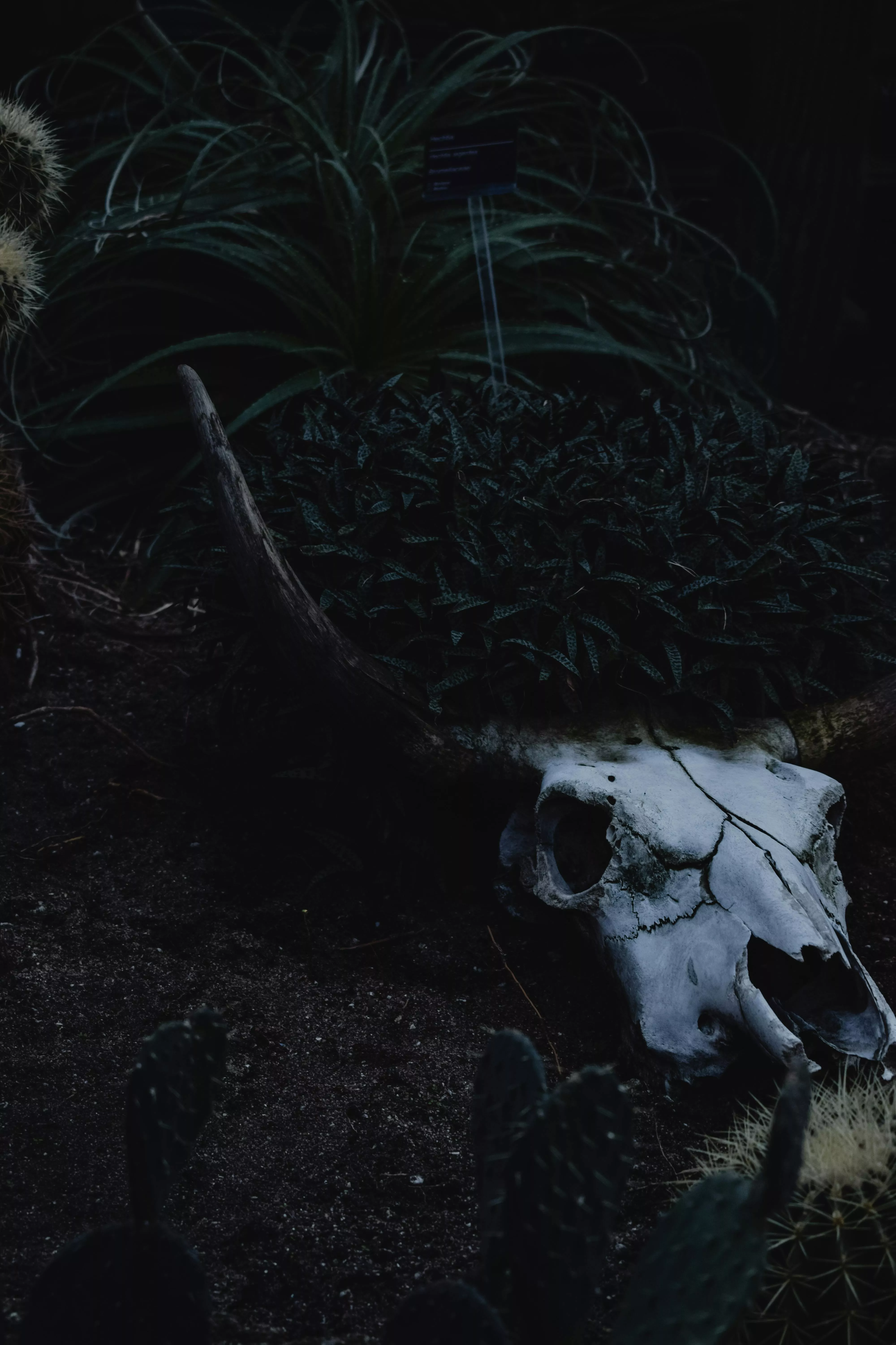White Animal Skull on Brown Soil · Free