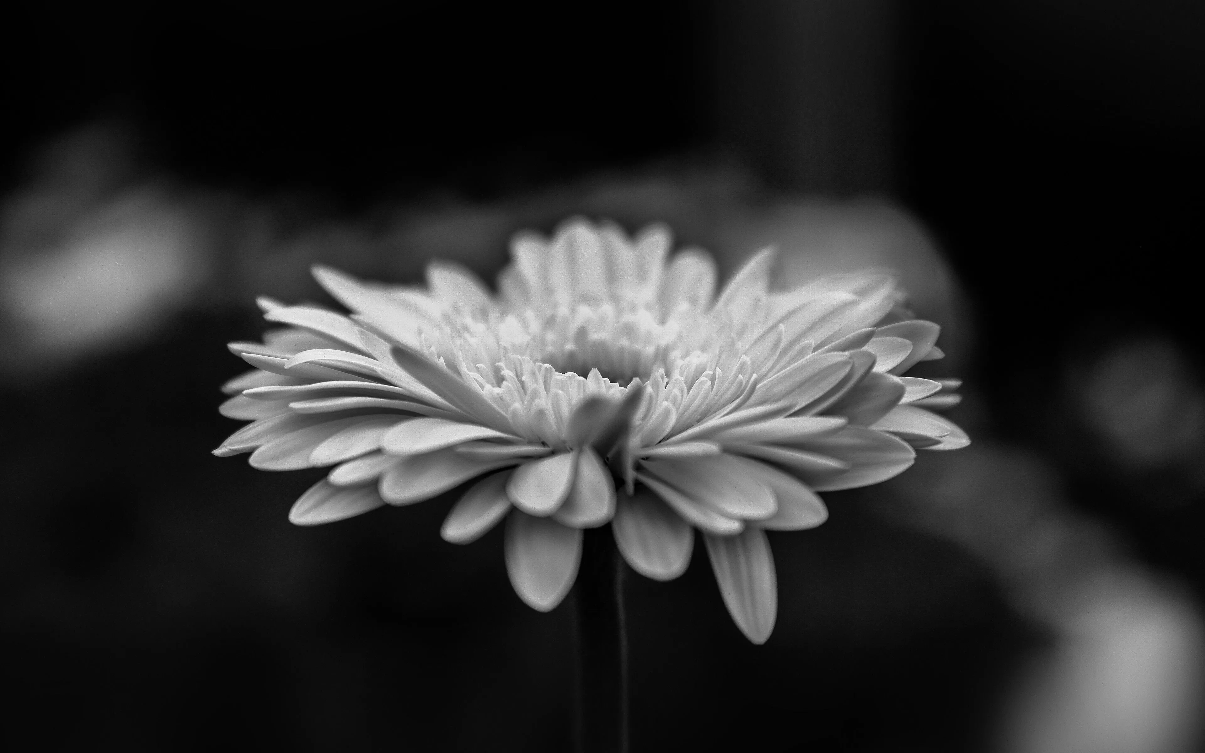 Flower Calm Nature Bw Dark