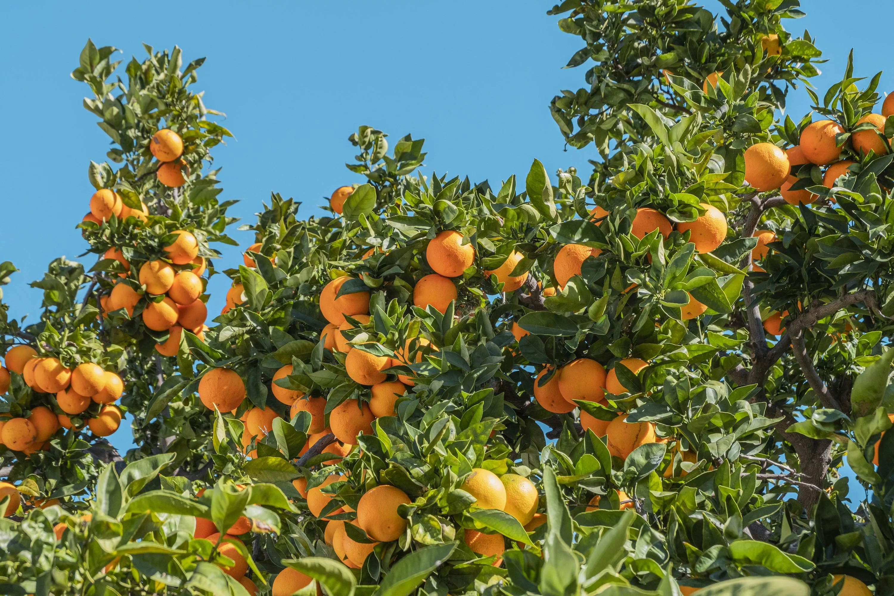 Citrus Tree Picture. Download Free