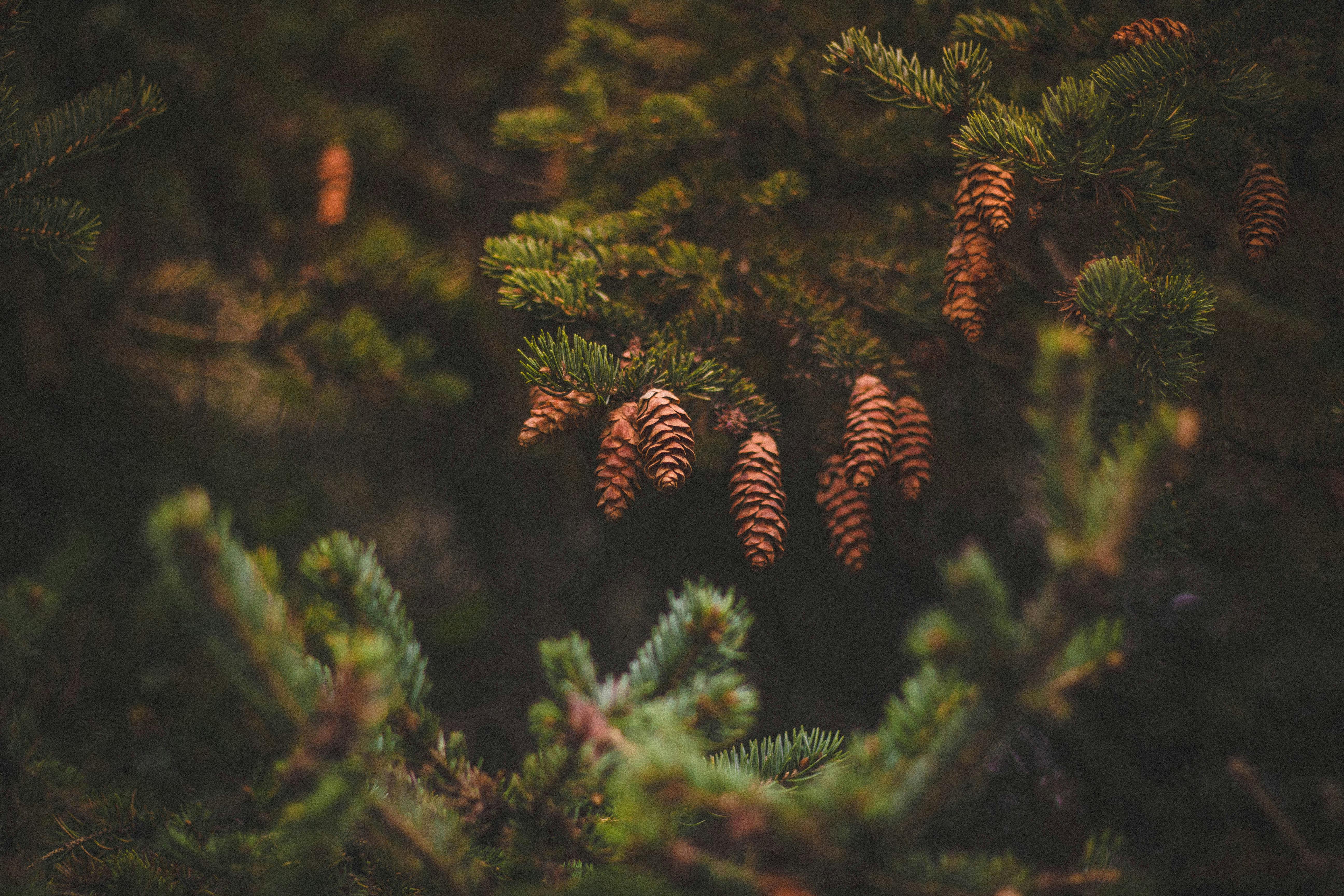 Pine Tree Photo, Download The BEST