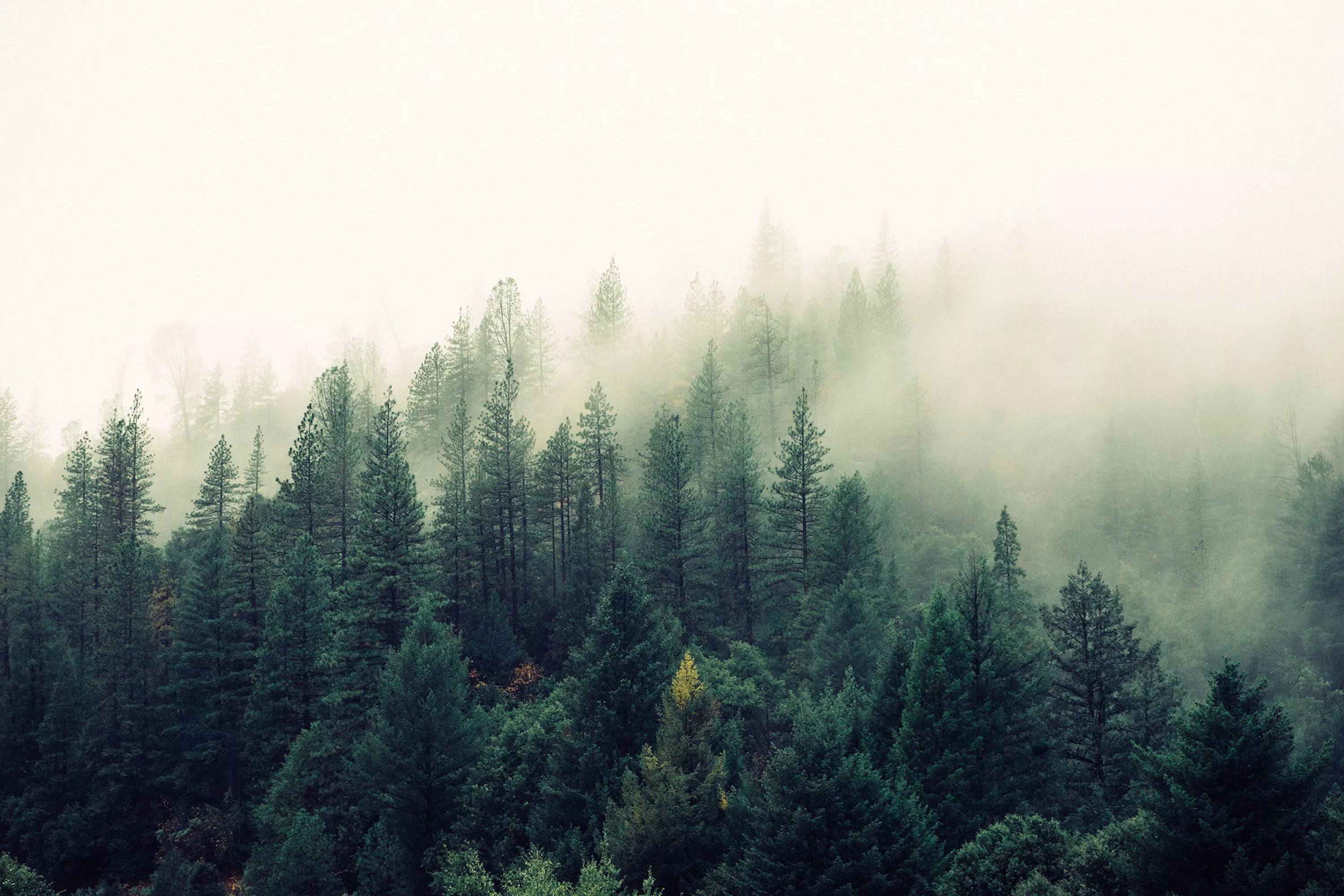 Foggy Forest Picture Stunning