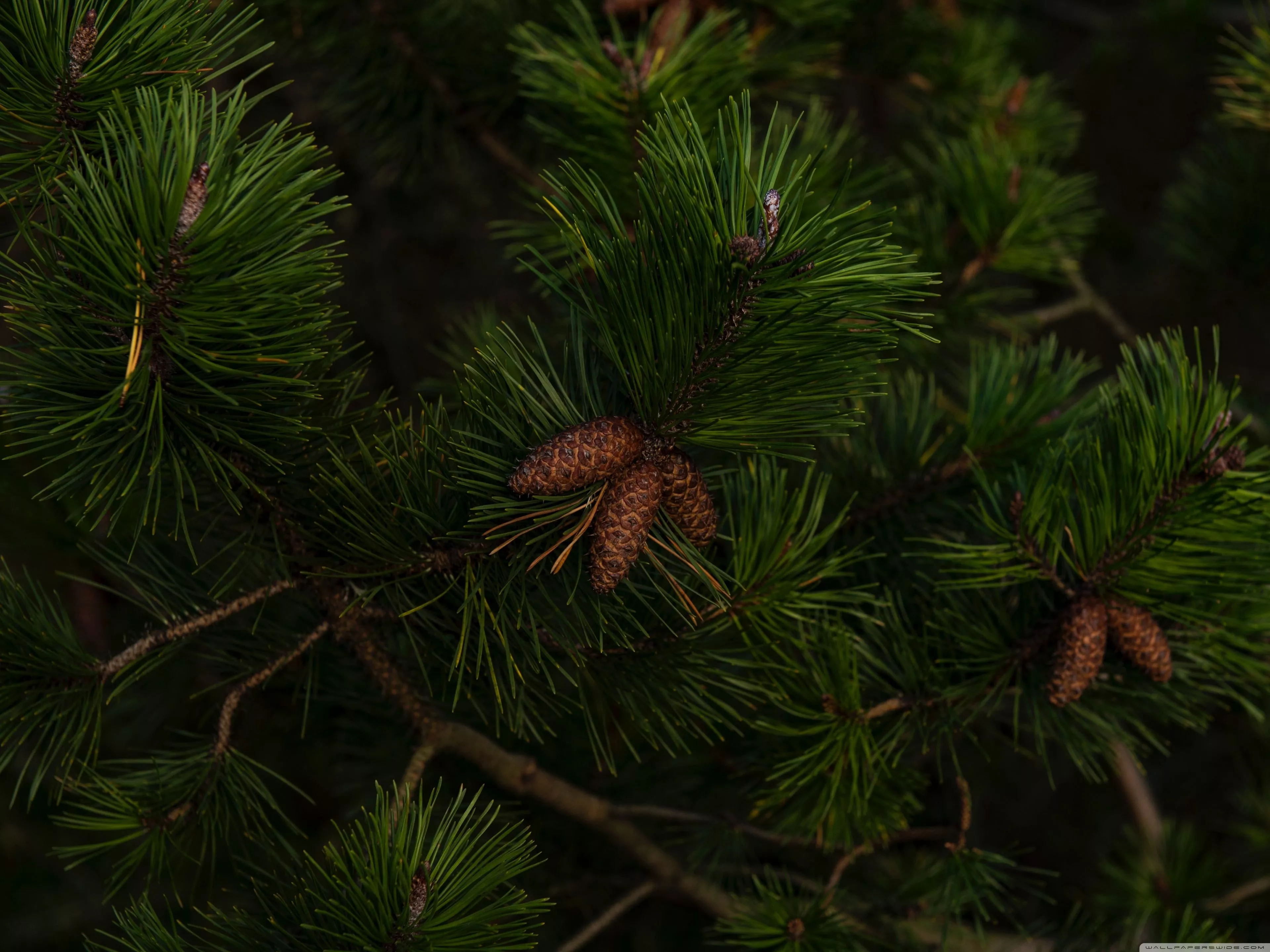 Green Pine Tree Branches Ultra HD
