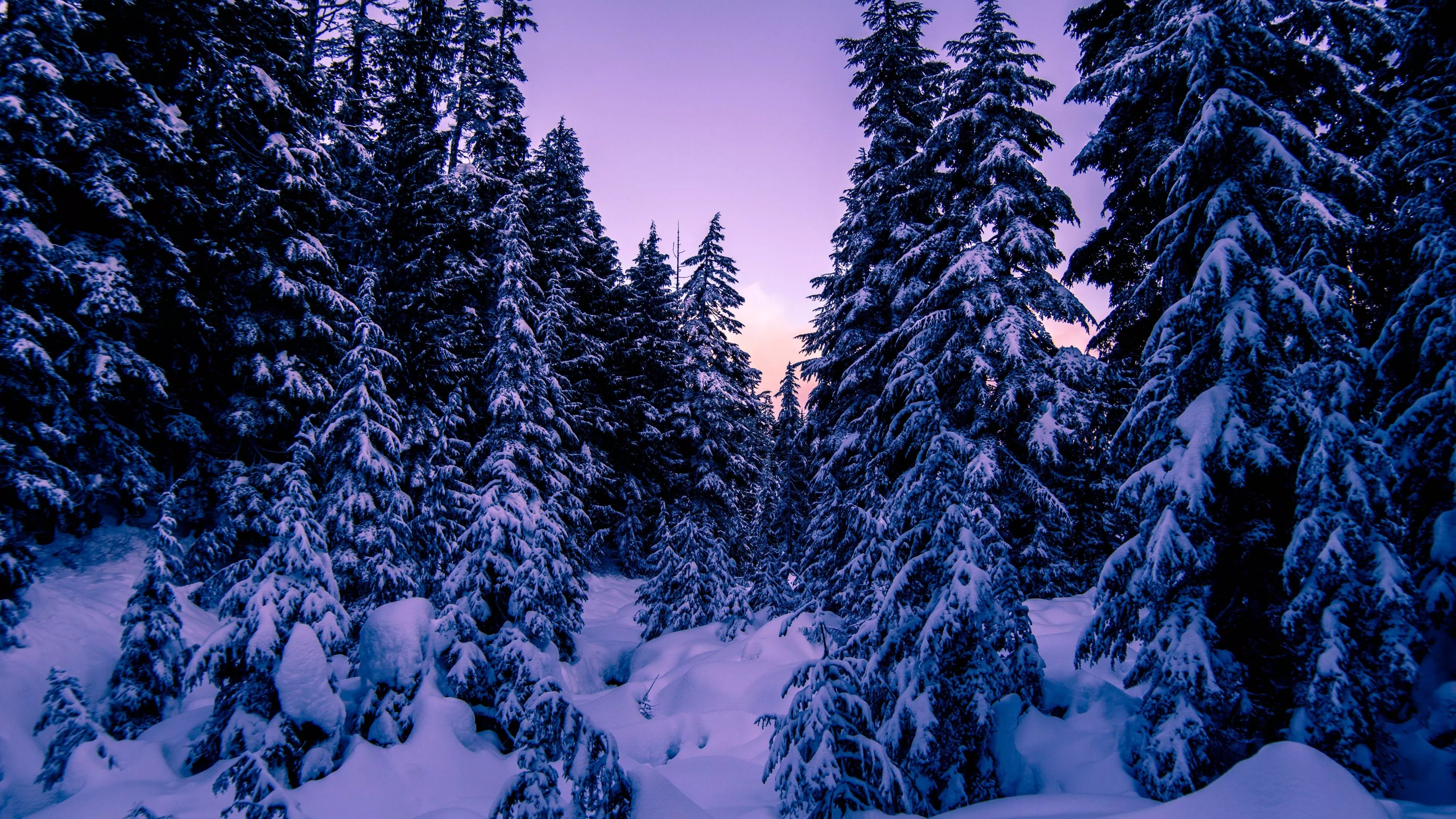 Pine trees Wallpaper 4K, Snow covered