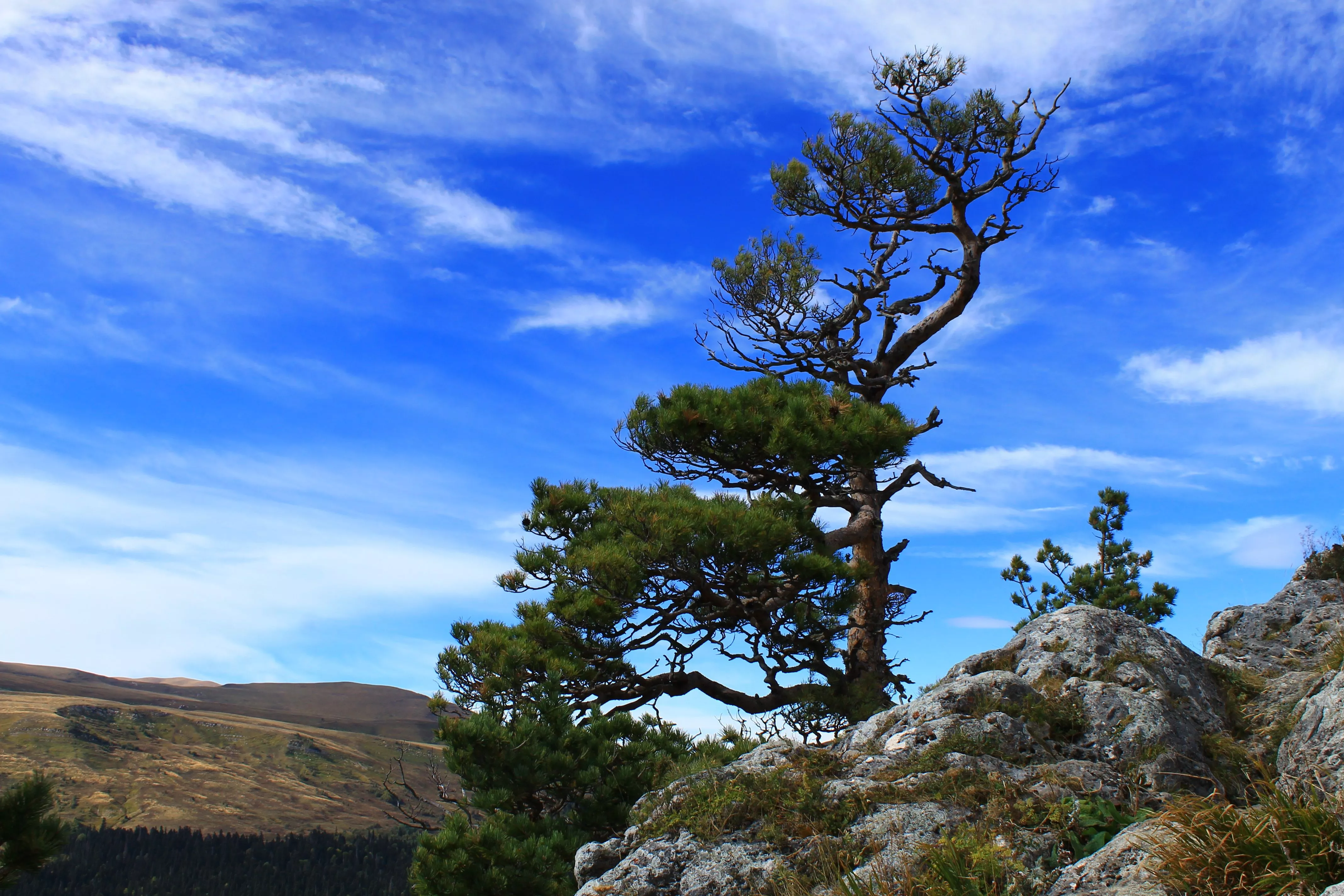 Pine Tree 4k Ultra HD Wallpaper