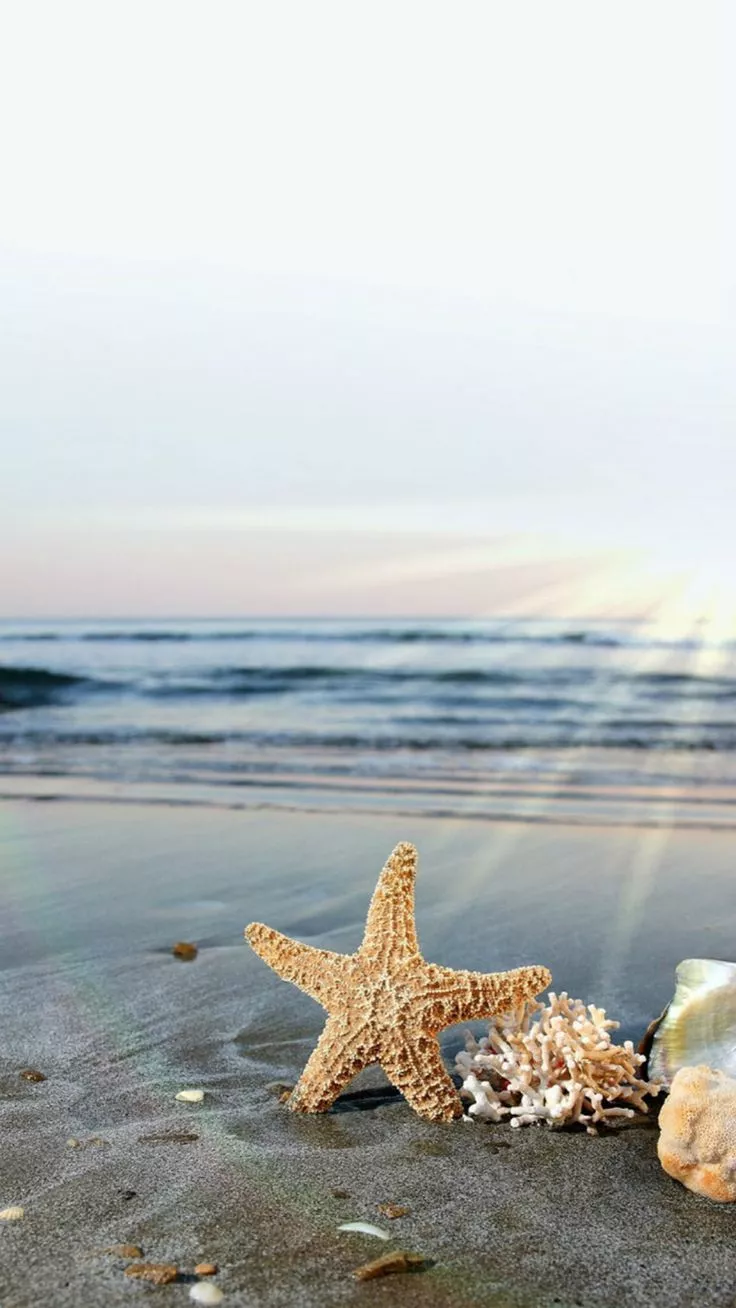Starfish Sun Waves Beach iPhone 8