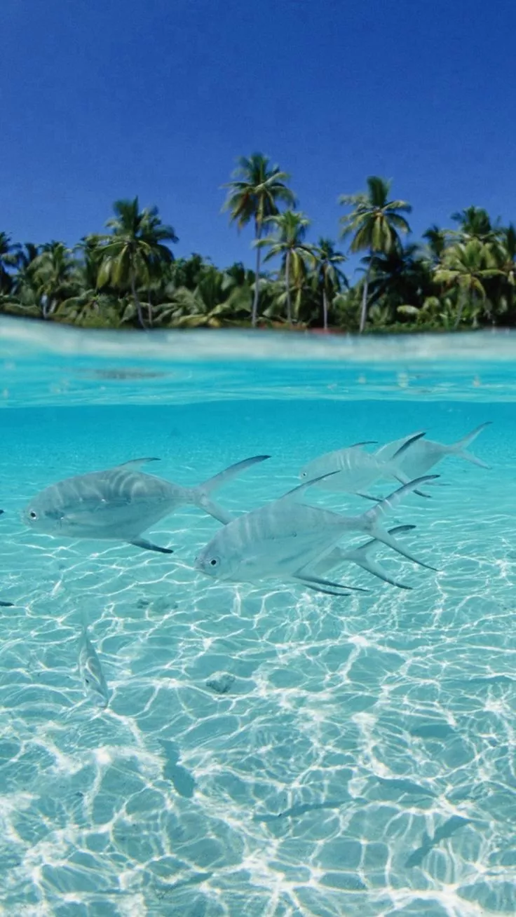 Sea Fish Scenery iPhone 8 Wallpaper