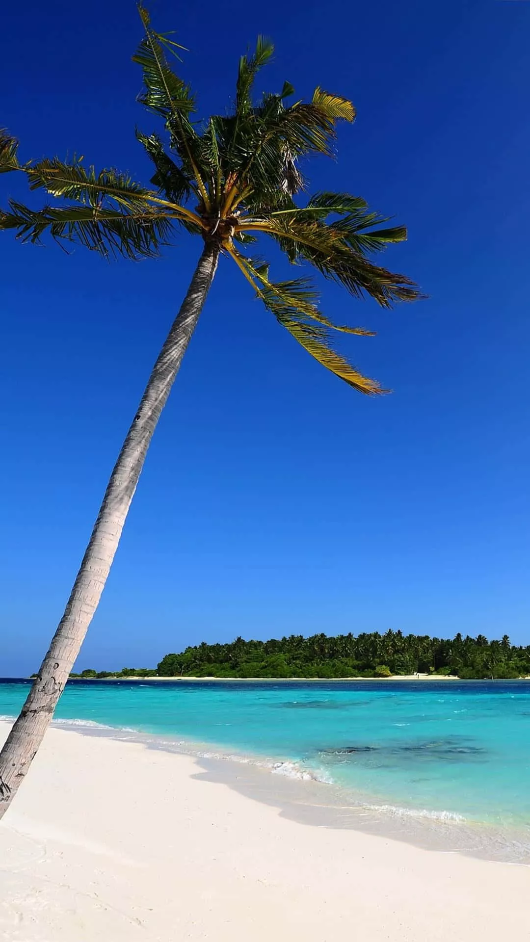 Download IOS Beach Palm Tree Wallpaper
