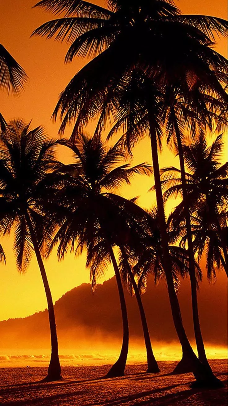 Nature Sunset Beach Coconut Grove