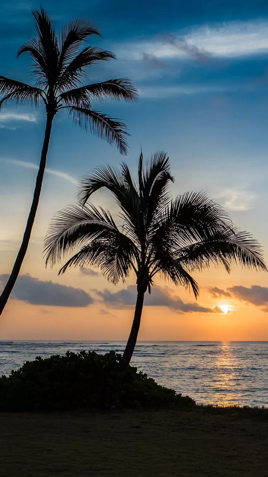 Download wallpaper 938x1668 palm, beach