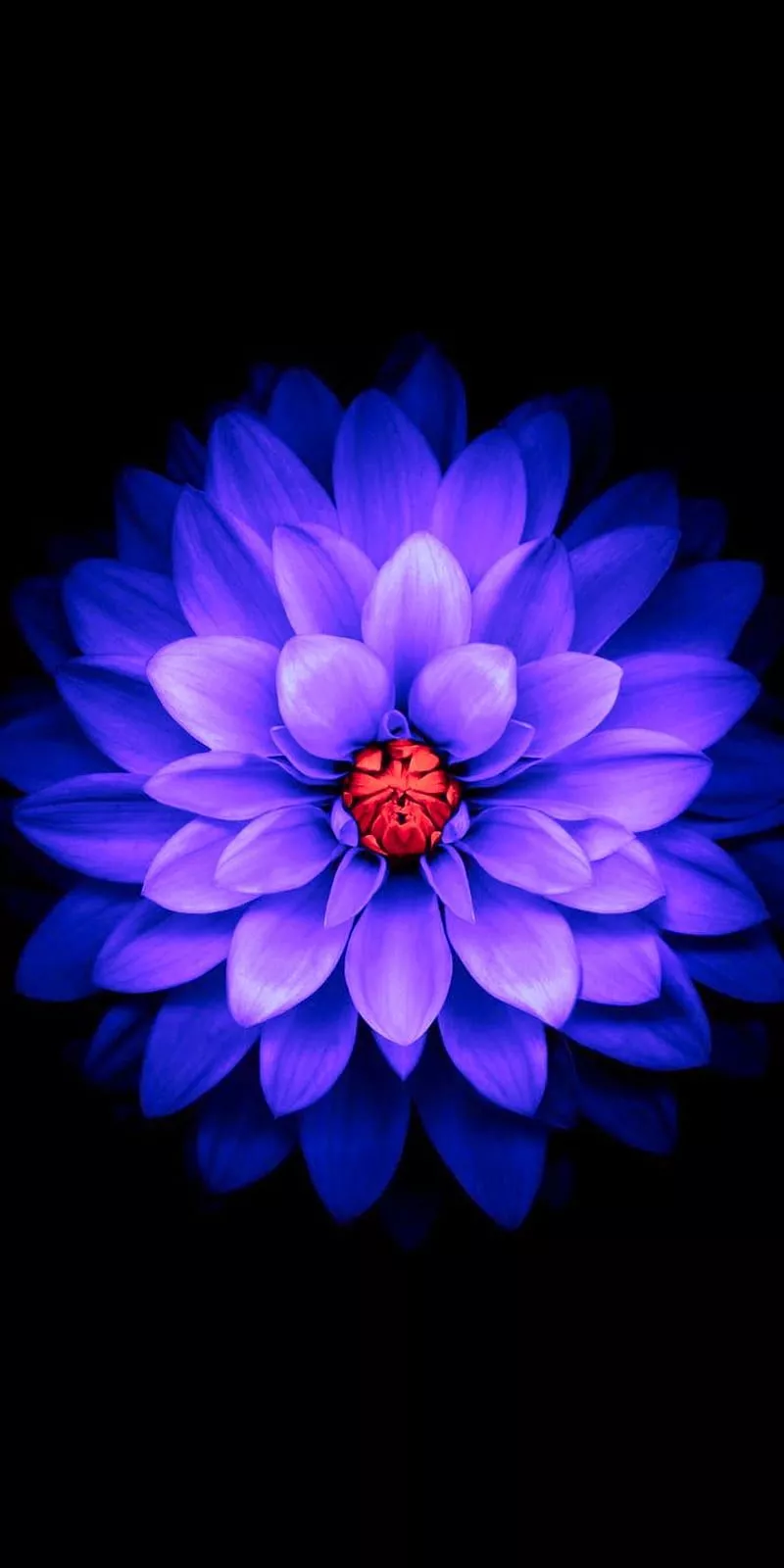 apple, flower, iphone 11, lotus, plus