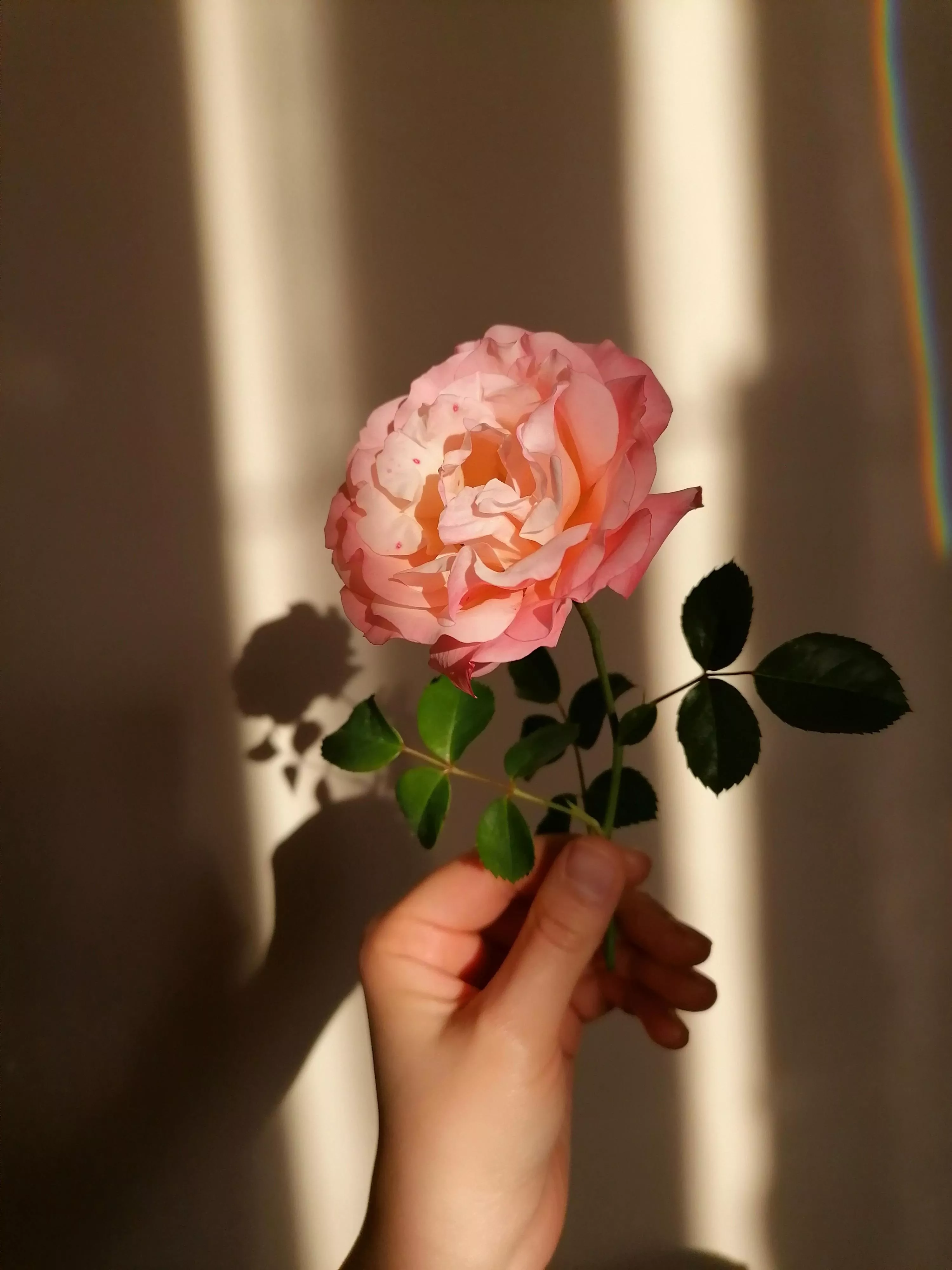 Hand Holding Pink Rose · Free