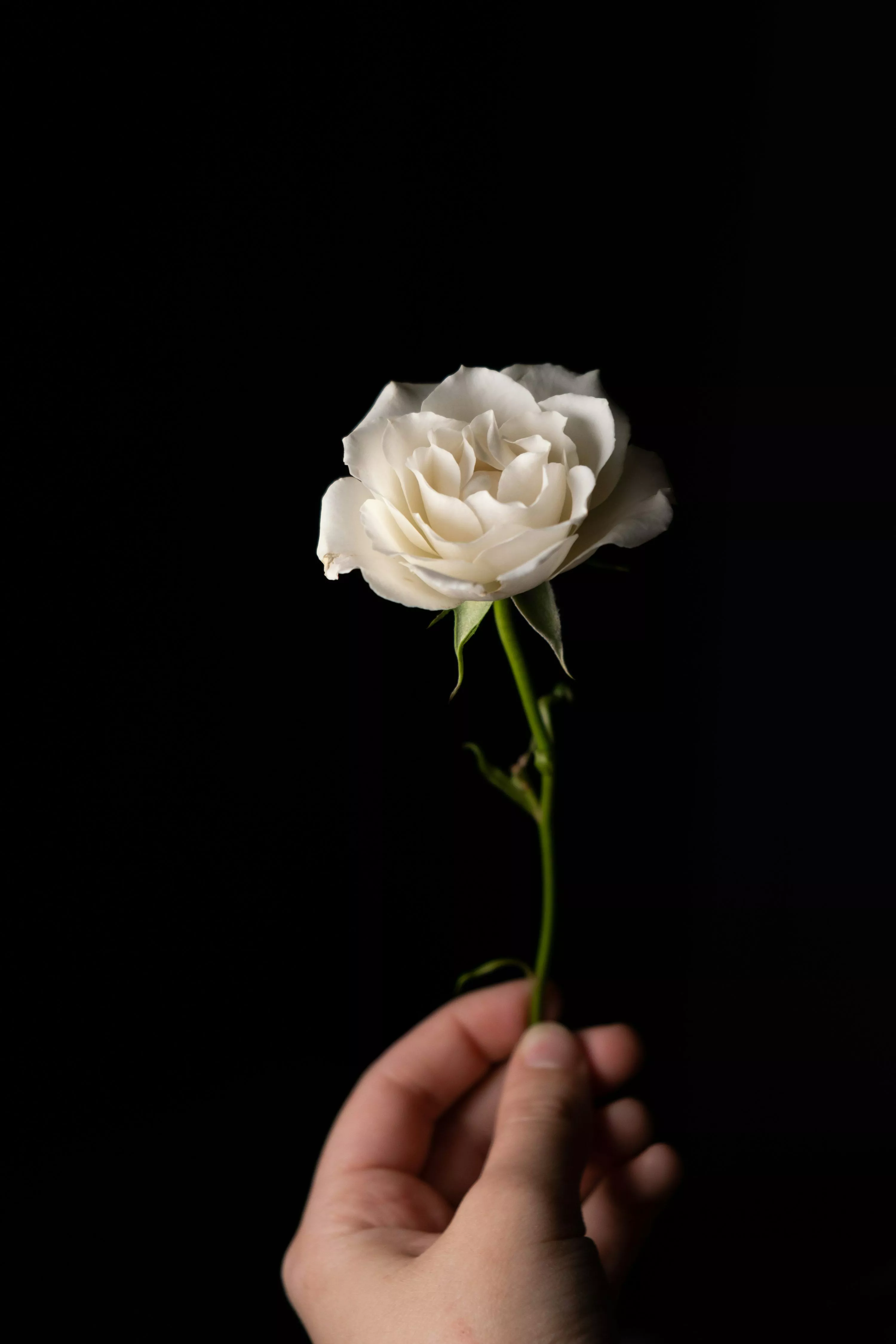 White Rose Picture HD