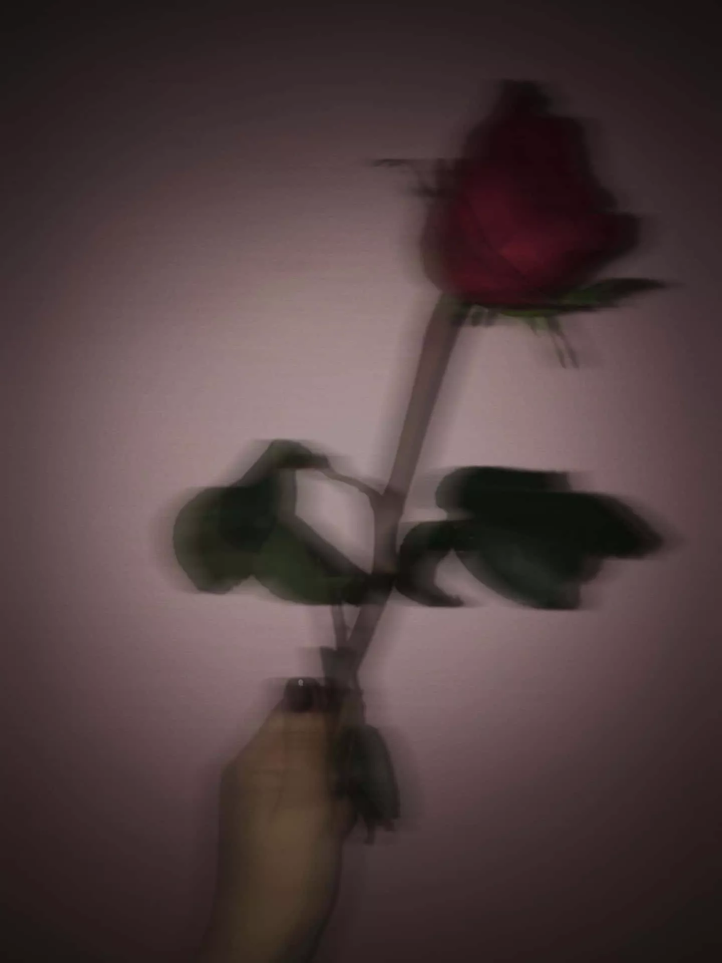Red Rose Aesthetic Wallpaper