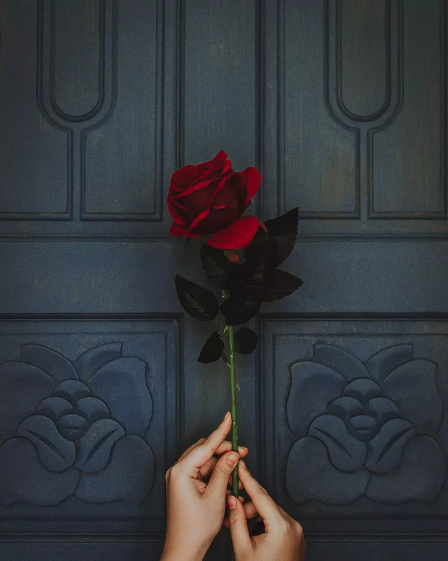 red rose flower, door, vintage, hand