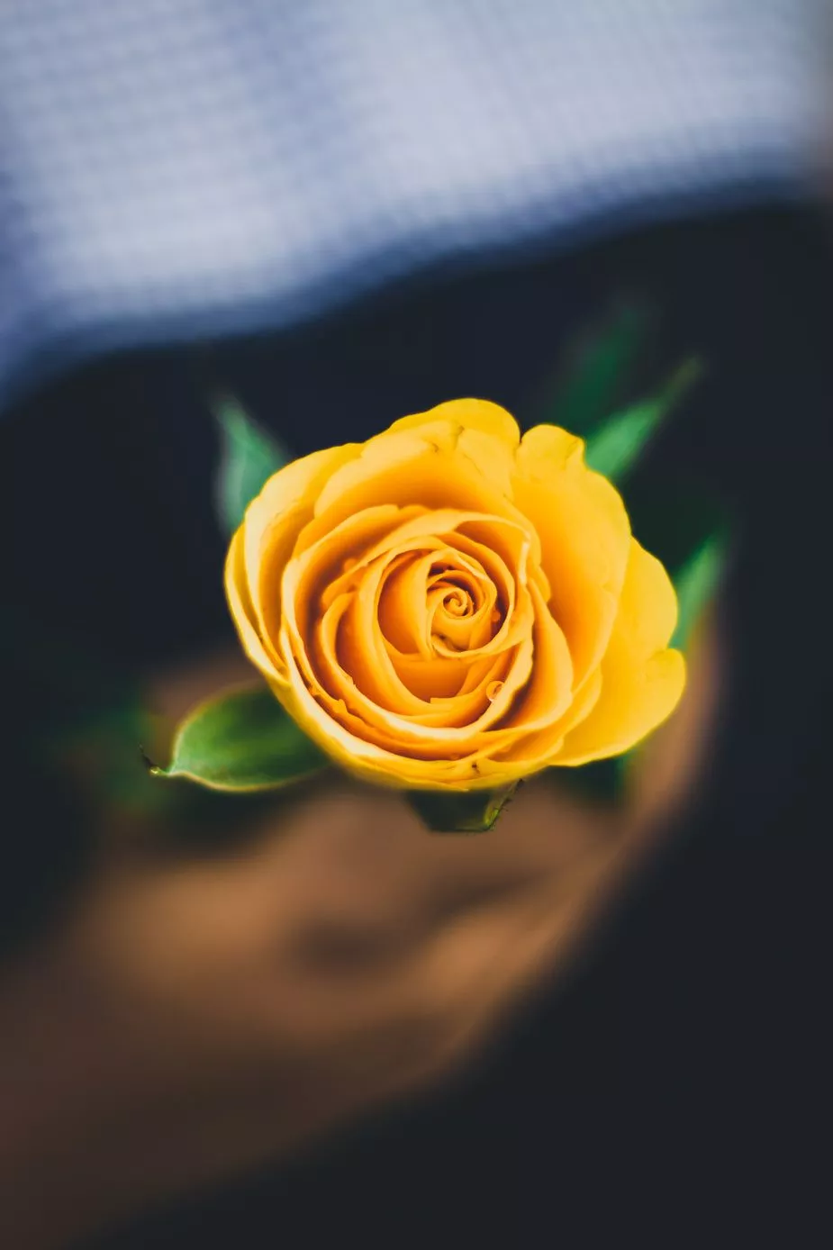 image of Bright Yellow Rose