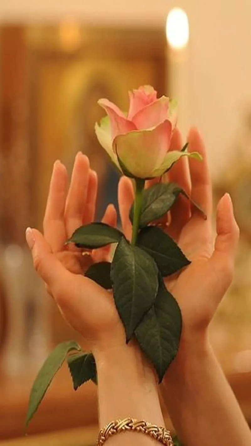 Rose, hand, HD phone wallpaper