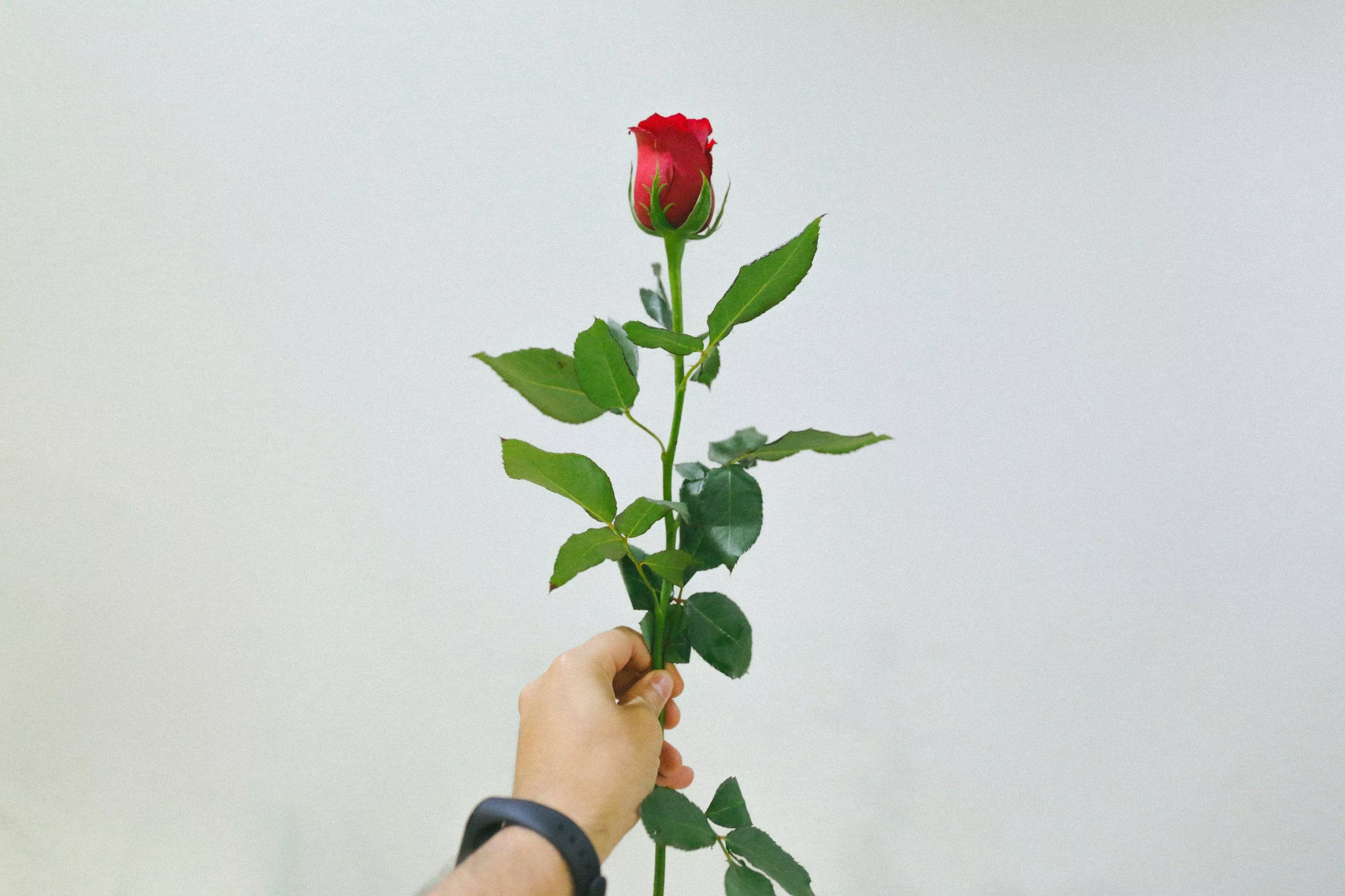 Person holding red rose photo