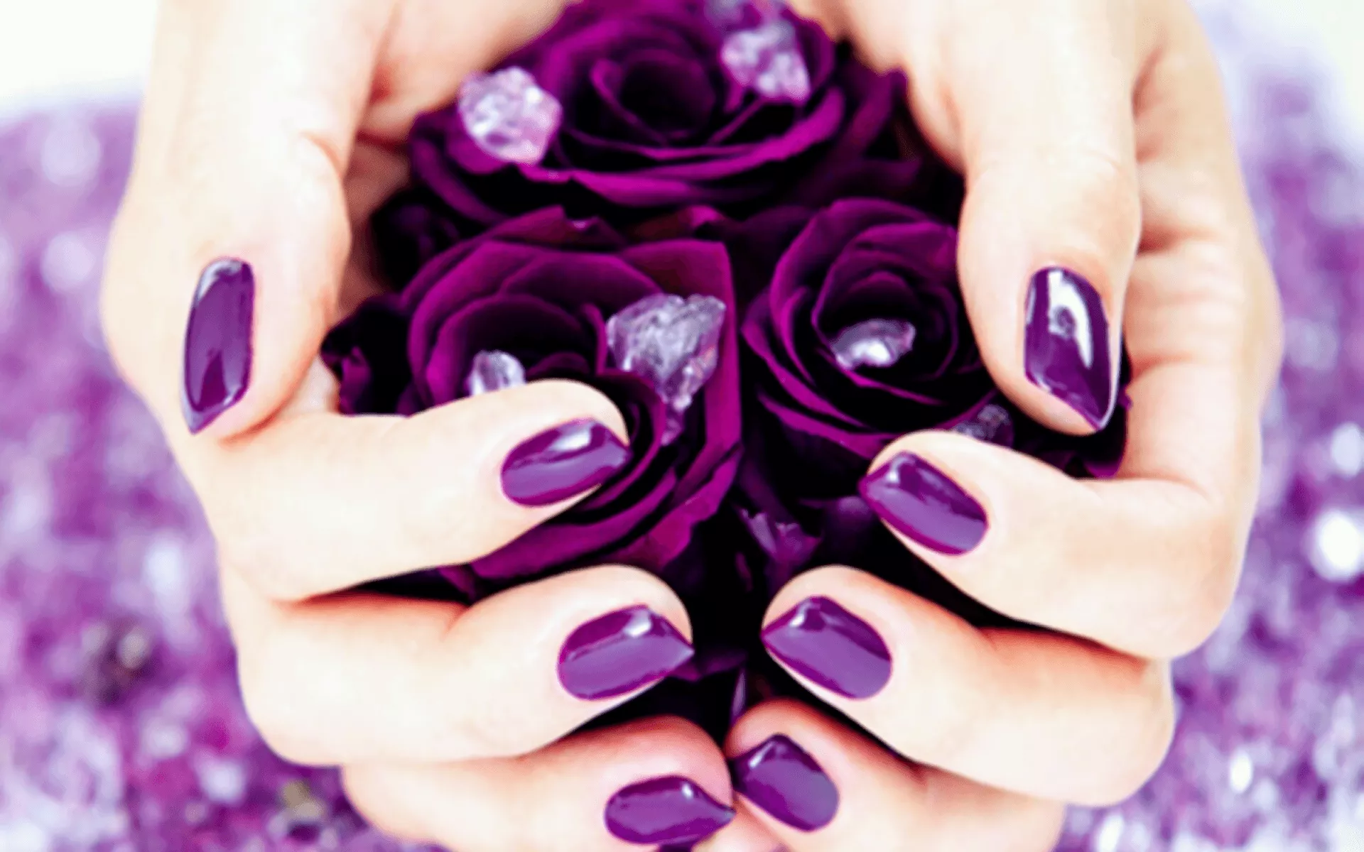 Purple Rose Photography Hand HD Wallpaper
