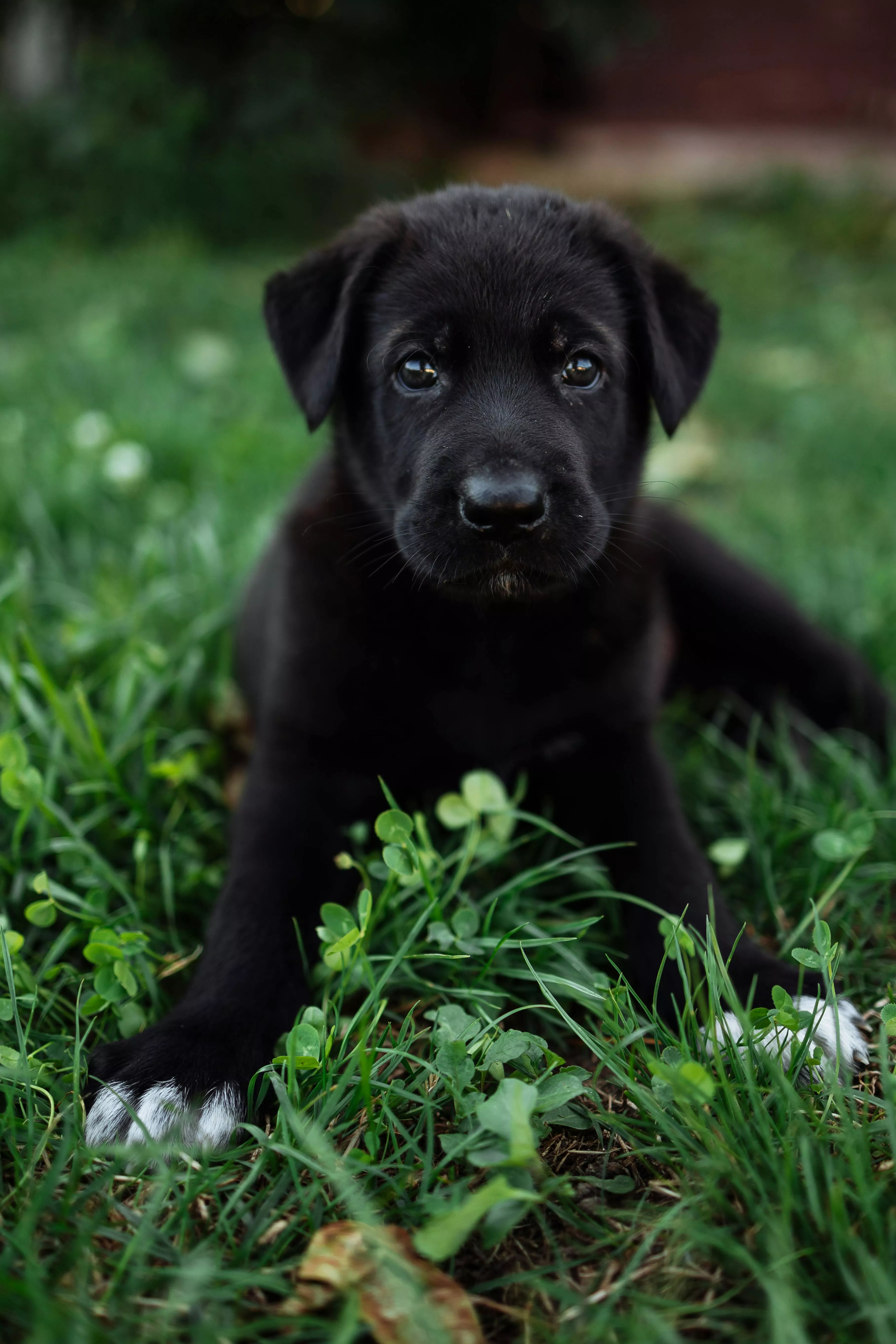An Adorable Black Puppy · Free