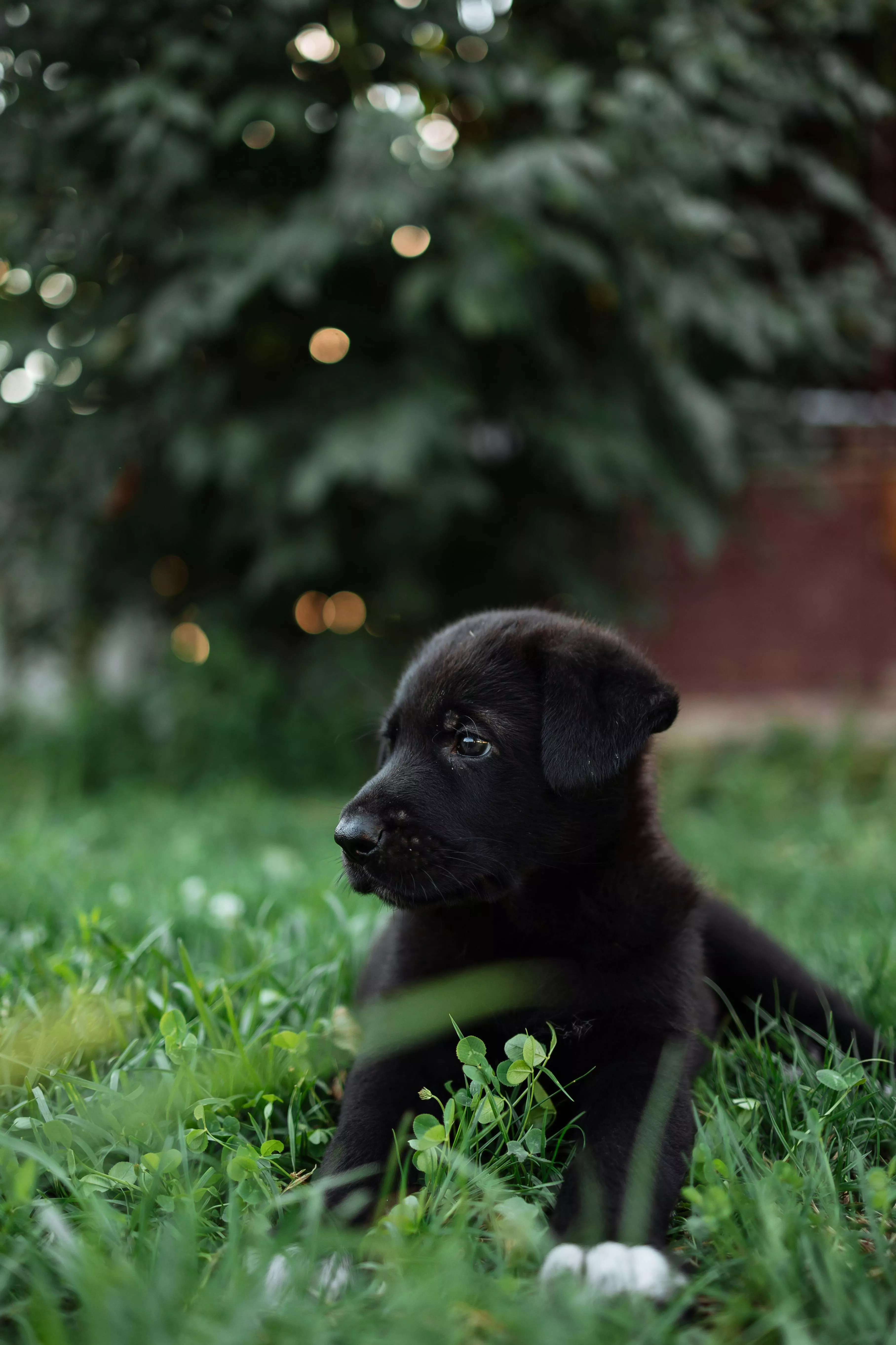 Black Labrador Retriever Puppy on Green