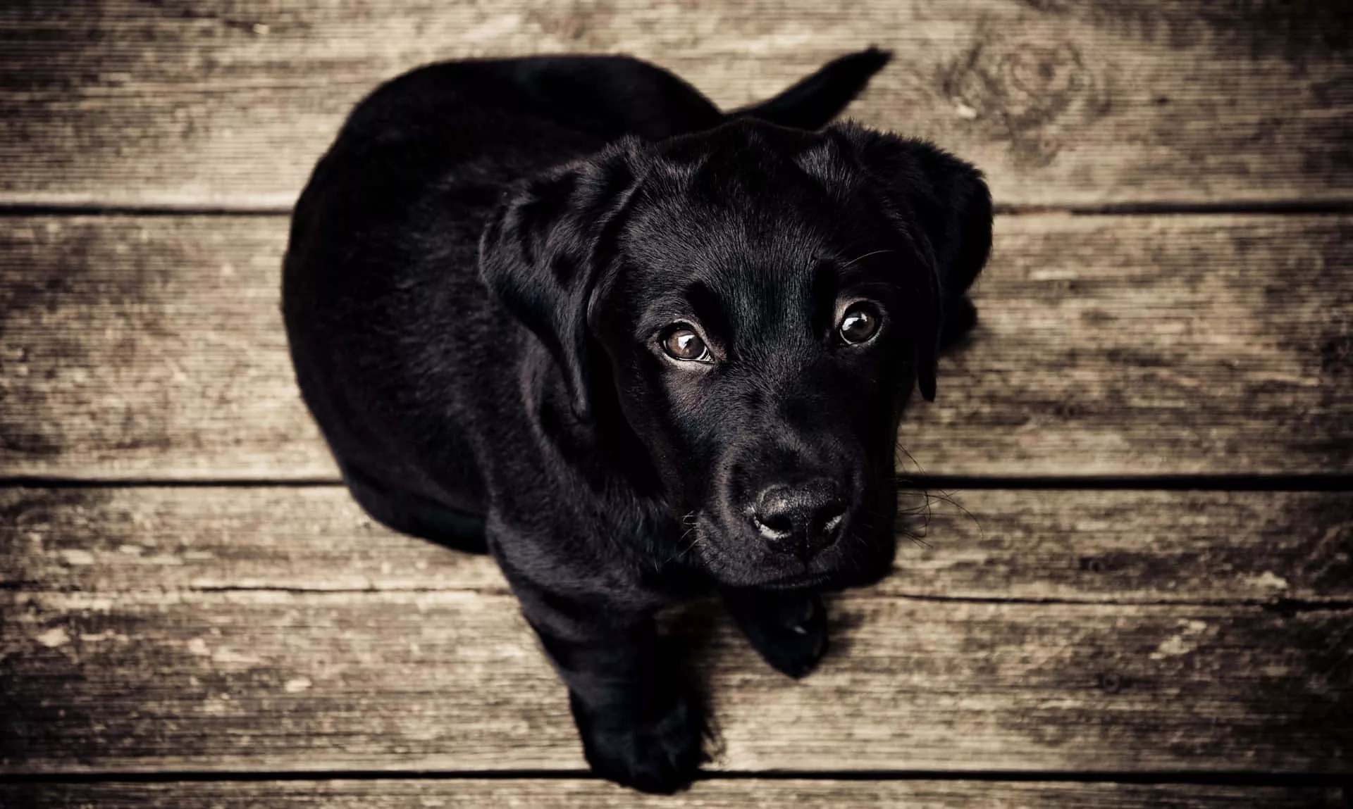 Download Adorable Black Lab Puppies