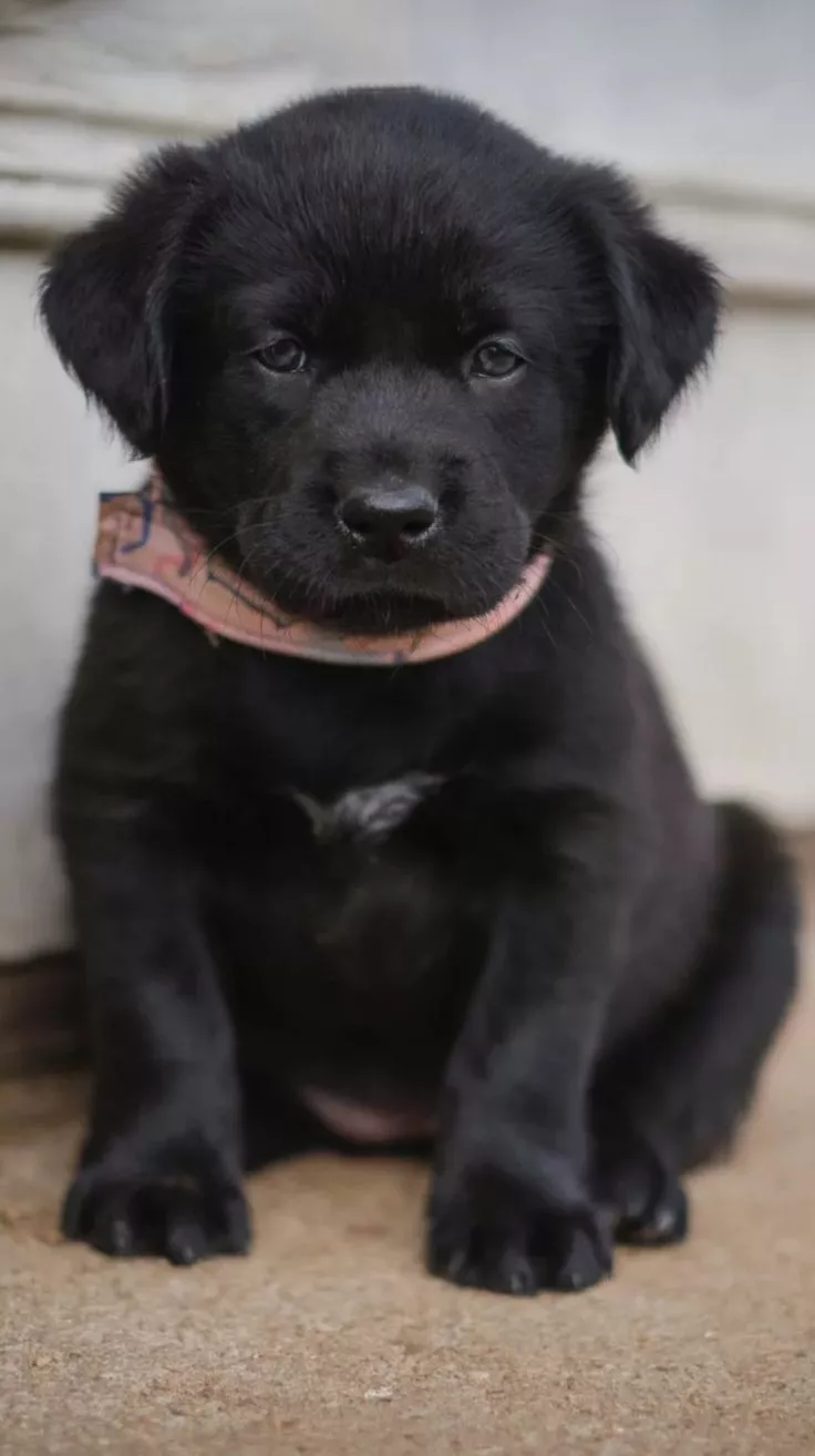 kittens, Puppy dog picture, Cute baby dogs