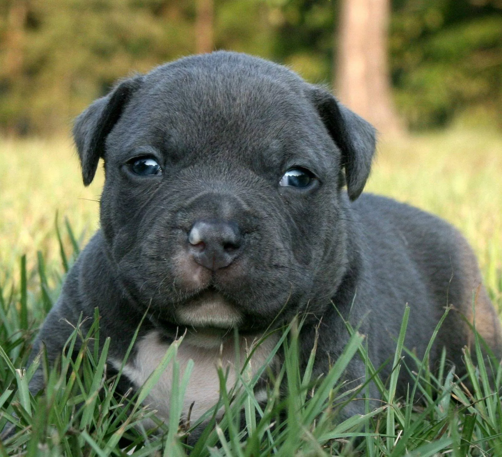 Download Adorable Black Pitbull Puppy