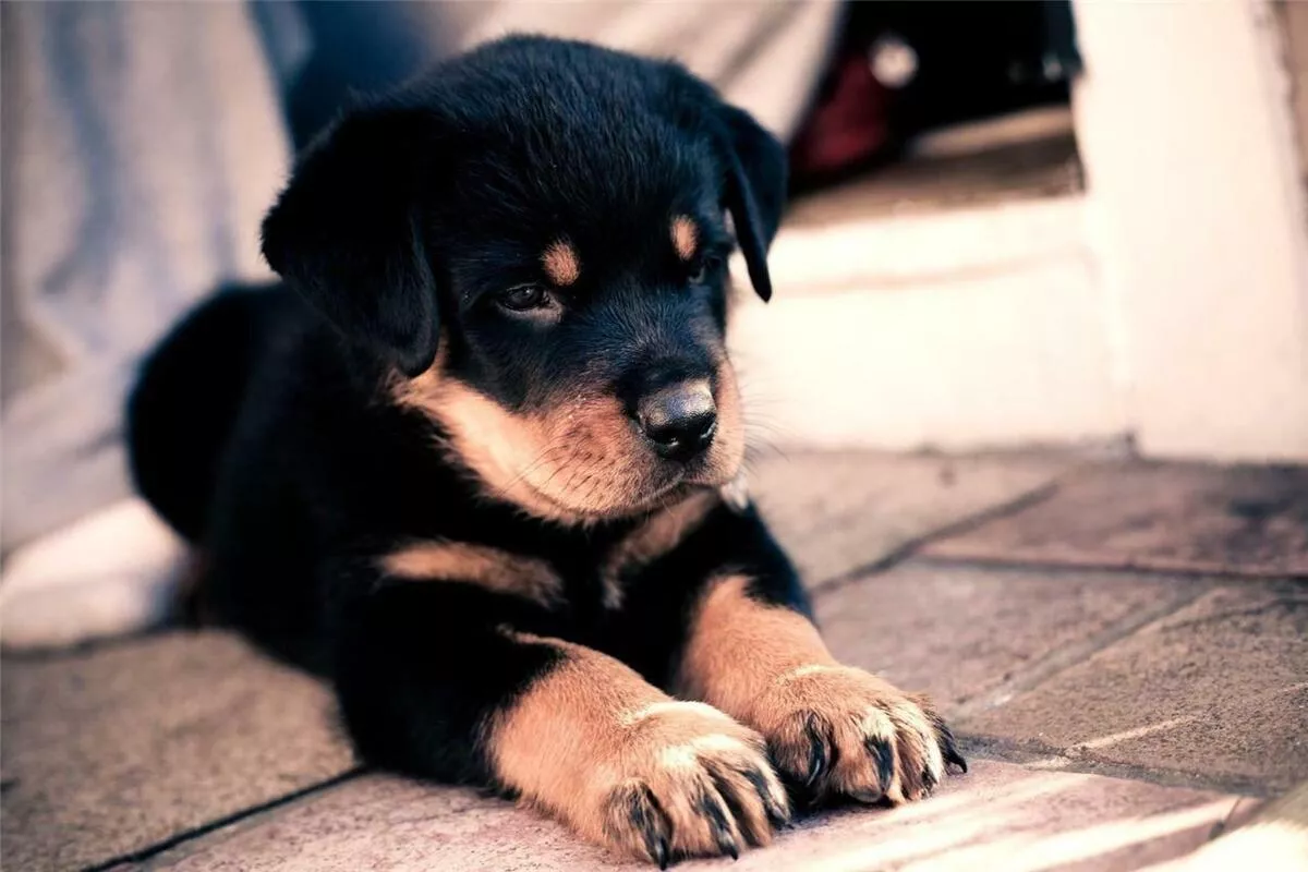 ROTTWEILER PUPPY GLOSSY POSTER PICTURE