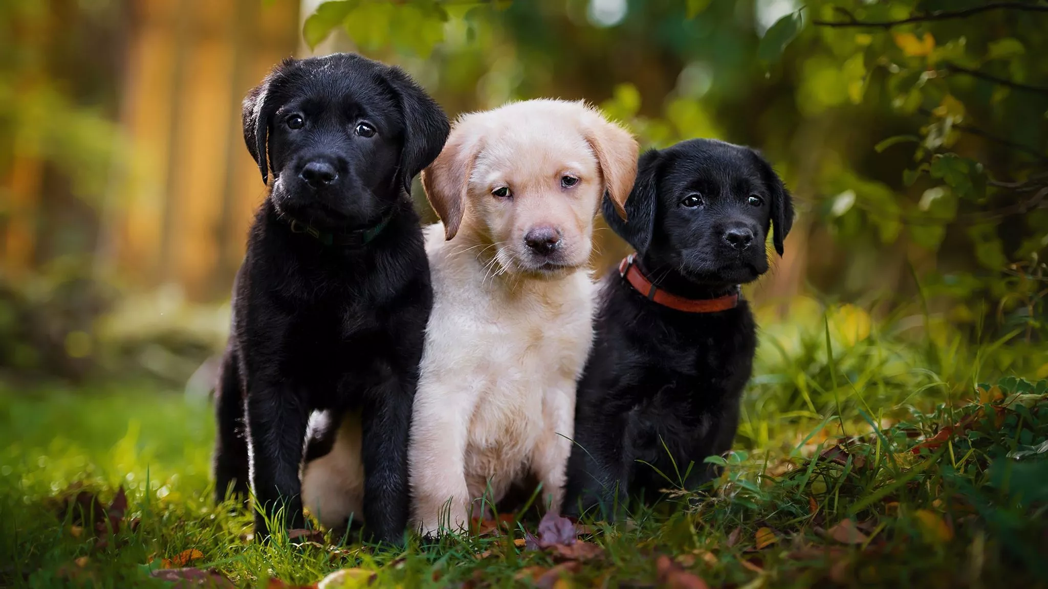 Download Labrador Retriever Baby Animal