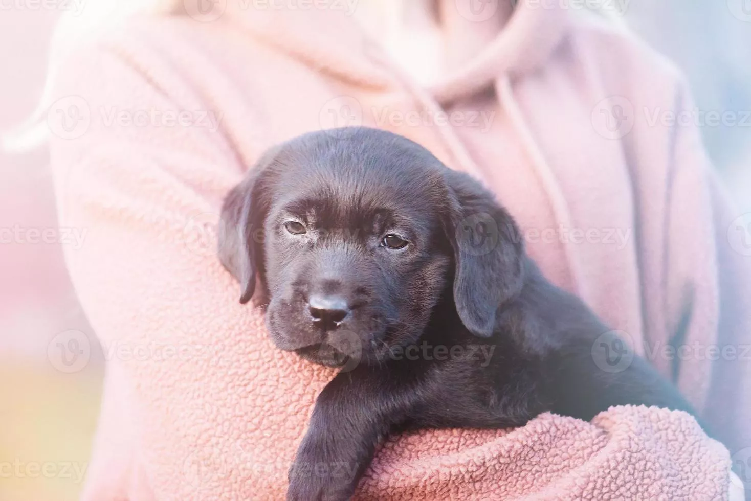 Labrador retriever puppy of black color