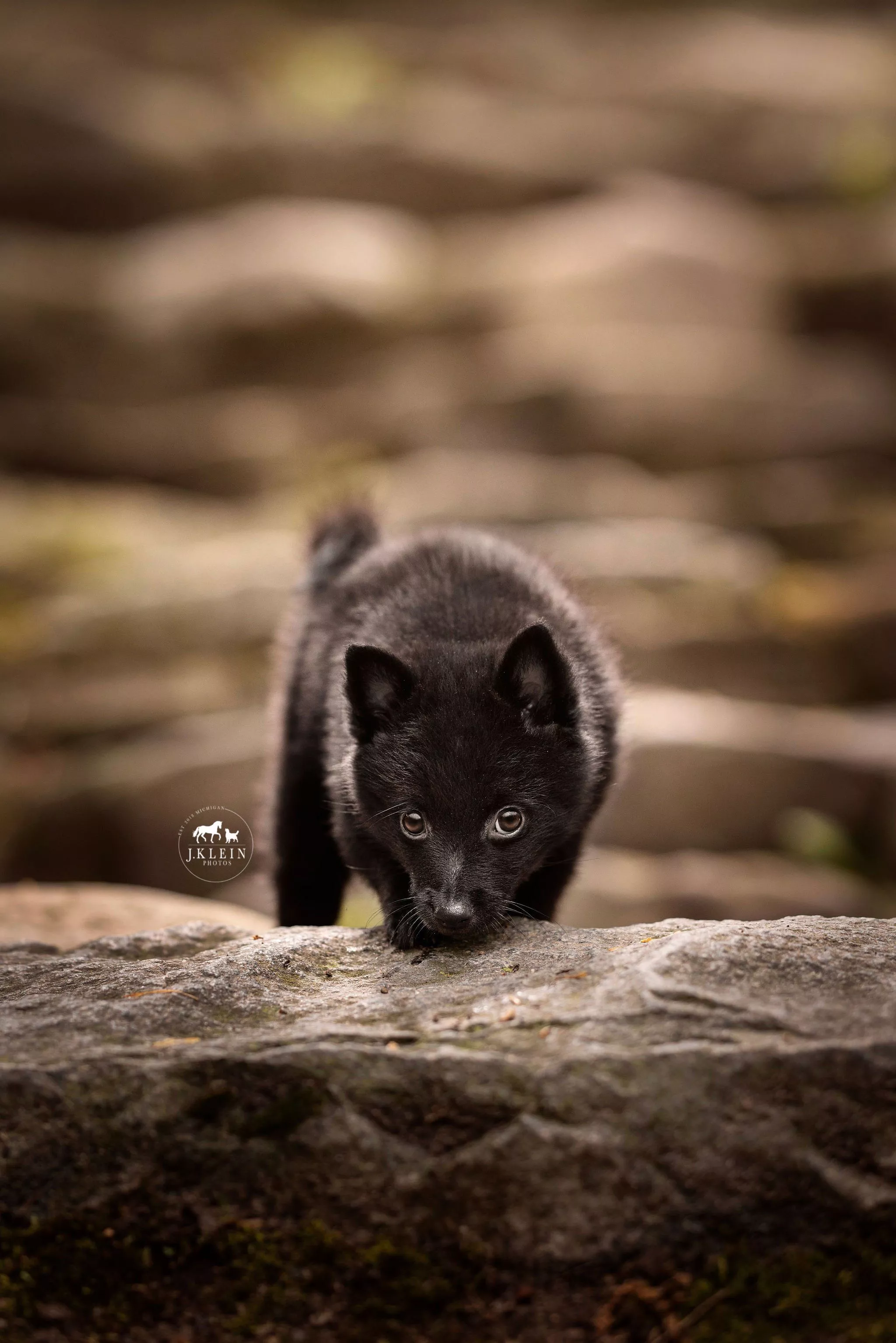 Schipperke Puppy Photohoot