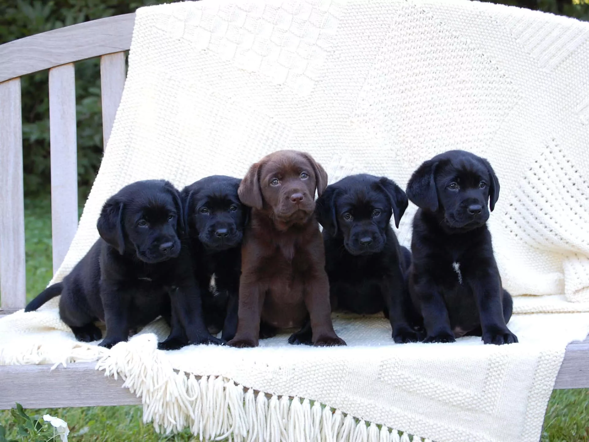 Black Lab Puppies Picture