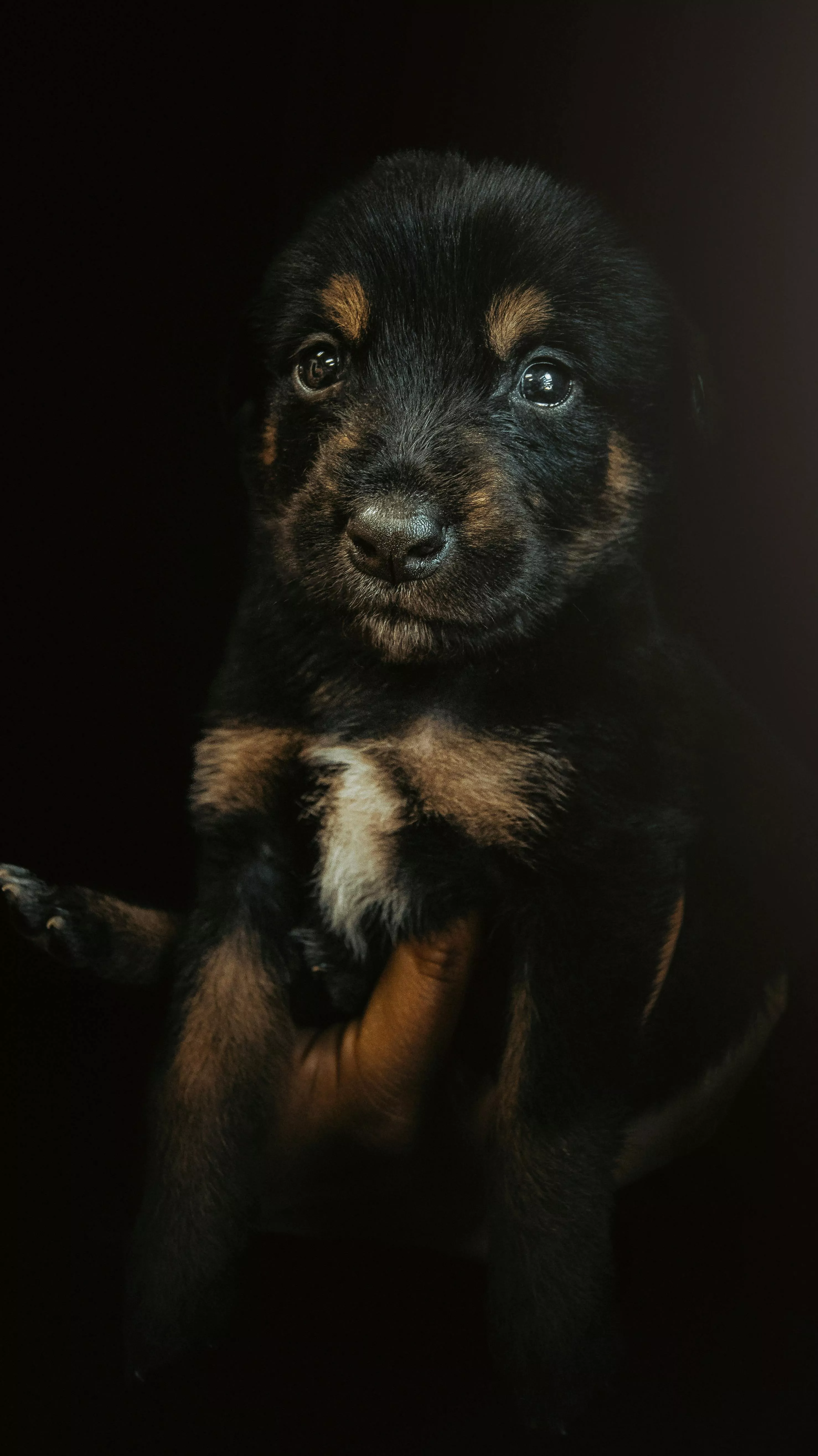 Black Puppy on Black Background · Free