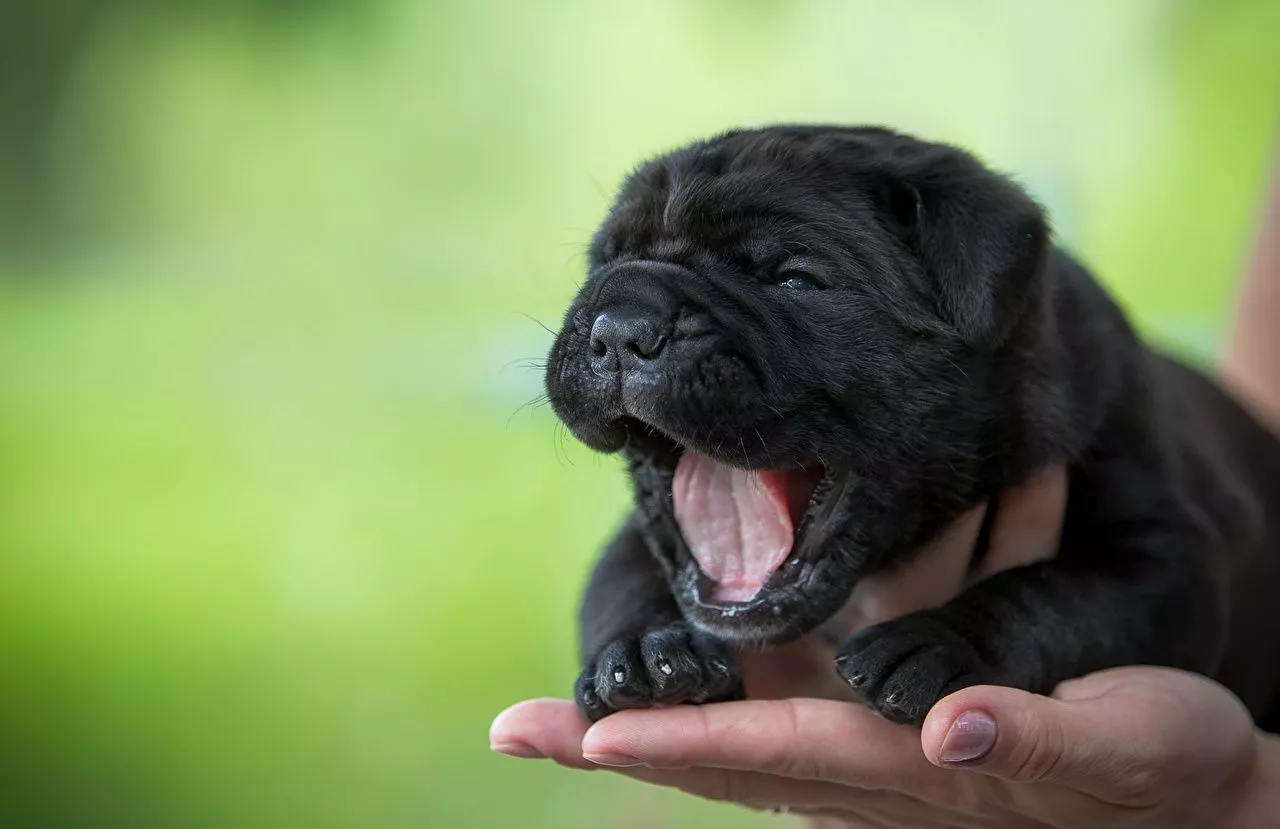 Picture Puppy Shar Pei dog Black Hands