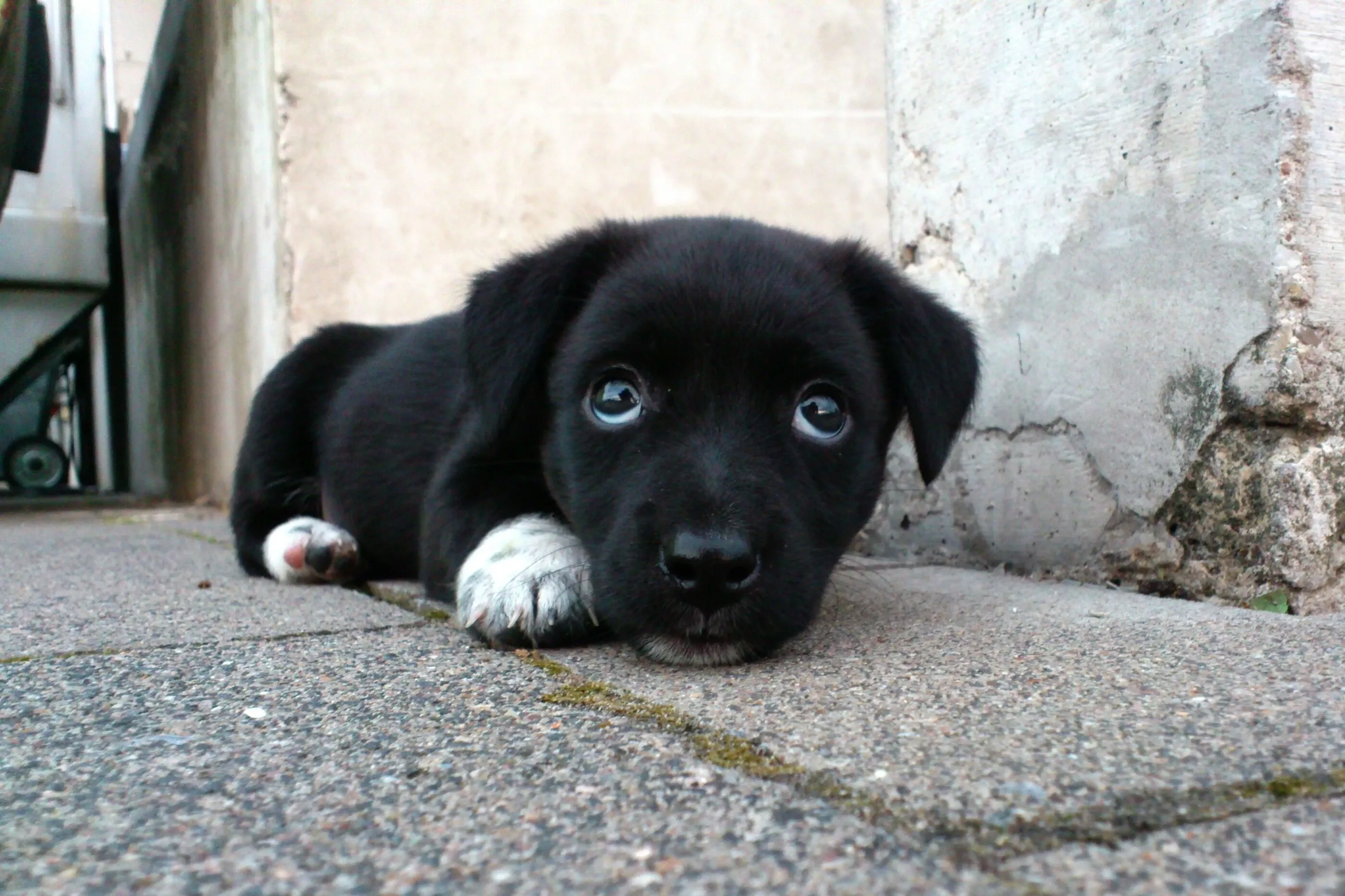Black Labrador retriever puppy mix