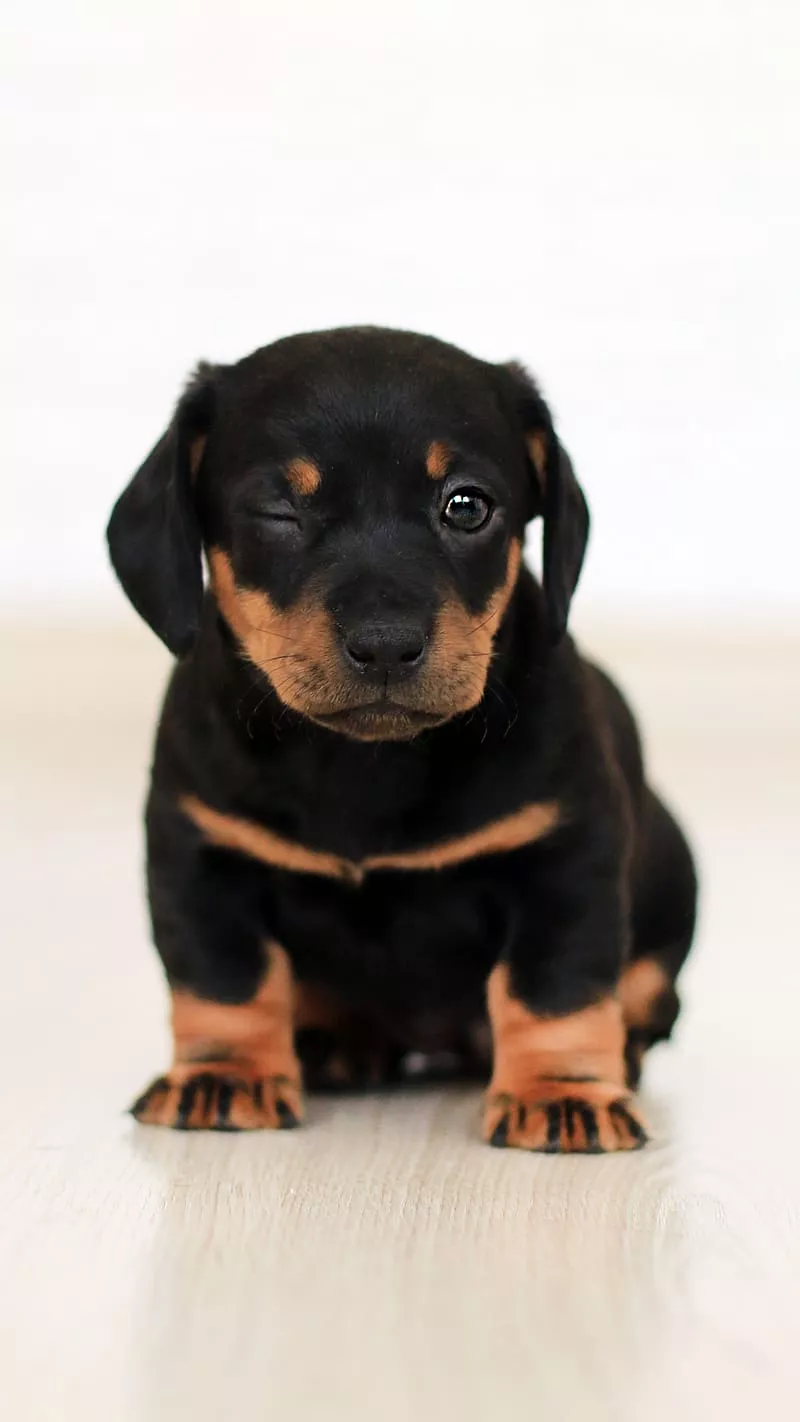 cute baby animals puppy wallpaper