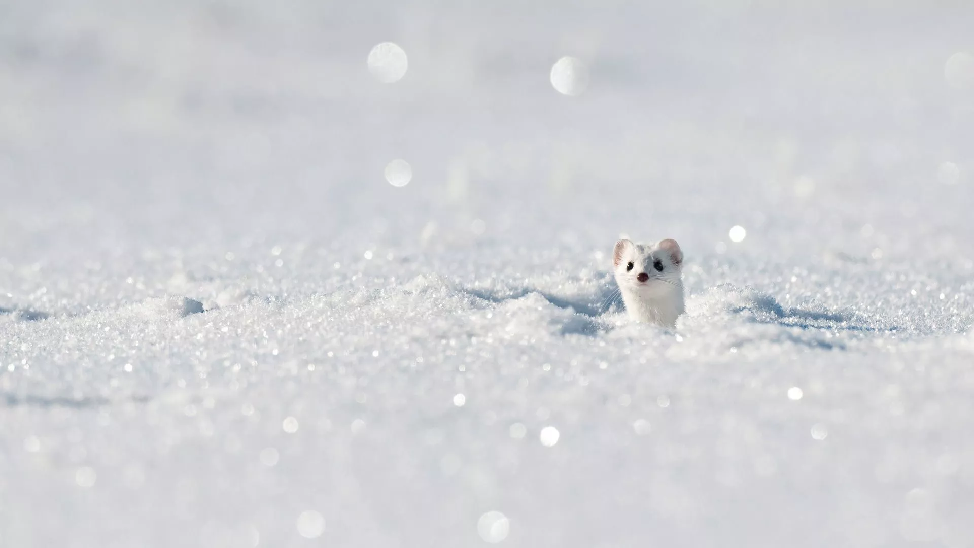 Wallpaper winter, snow, France, ermine