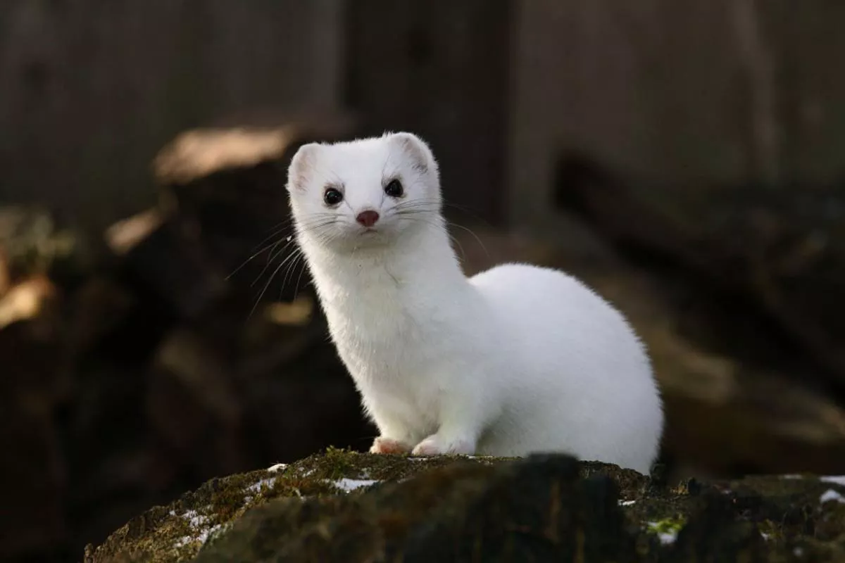 Ermine Wallpaper and background